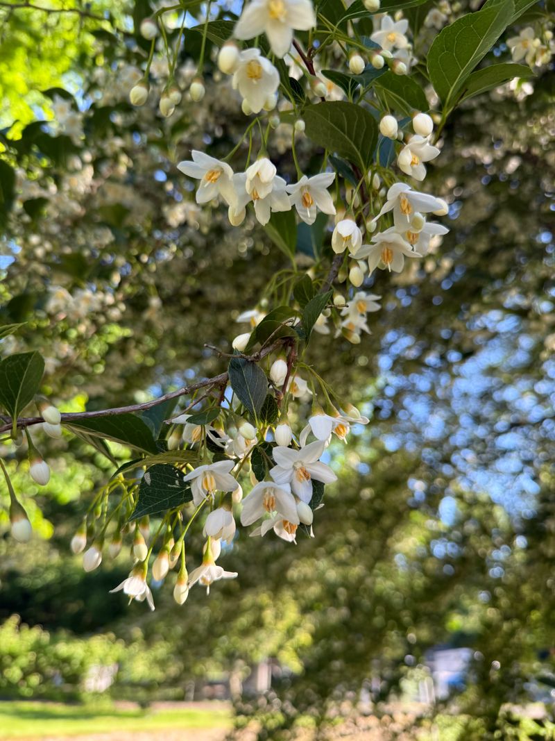 Japanese Snowbell full bloom