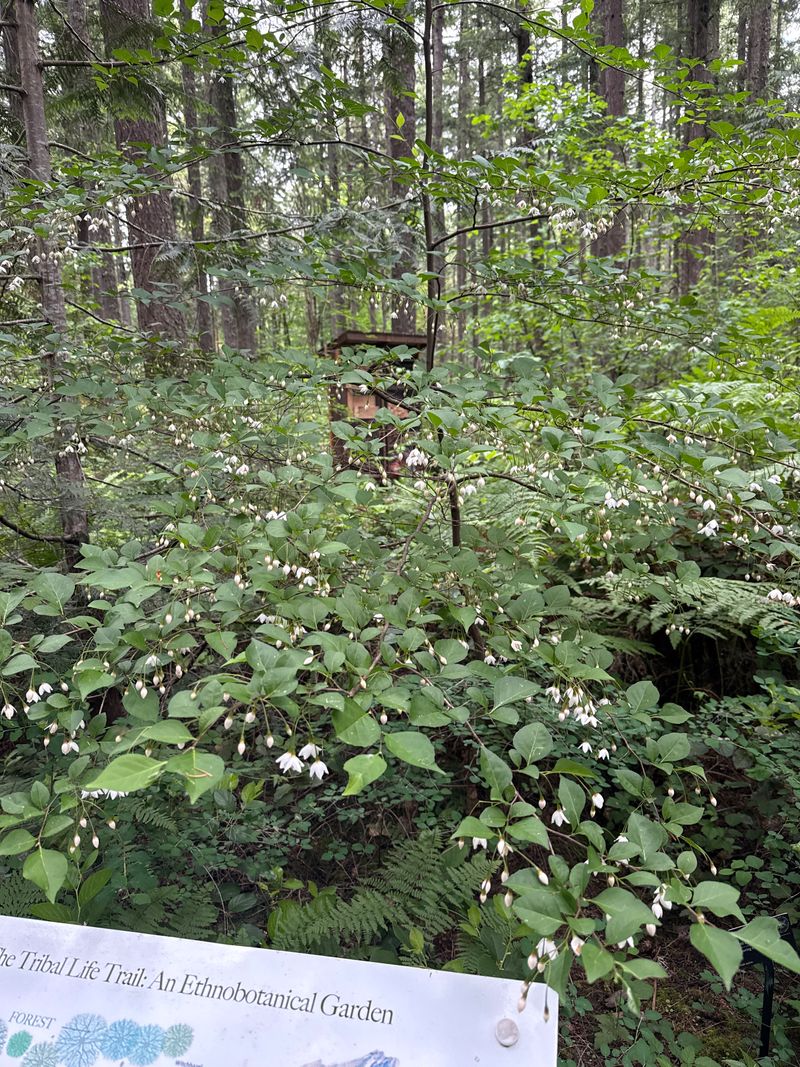 Japanese Snowbell full bloom