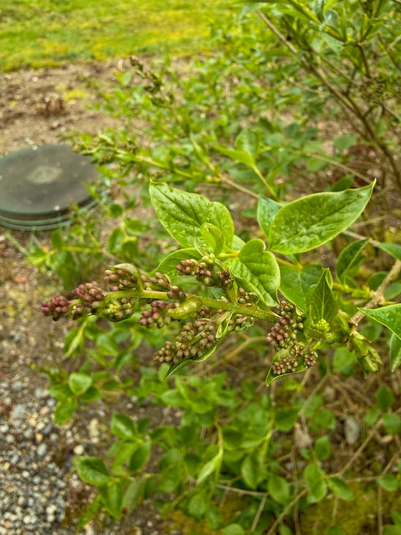 Miss Kim Lilac 'Miss Kim' bud swell + new leaves