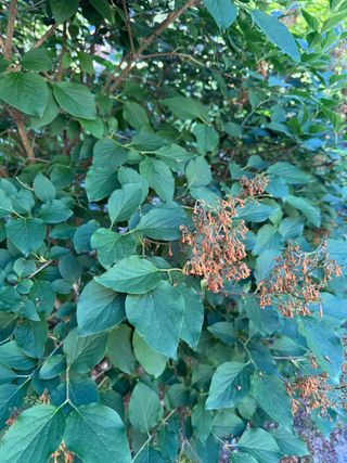 Syringa pubescens subsp. patula 'Miss Kim' – spent flowers
