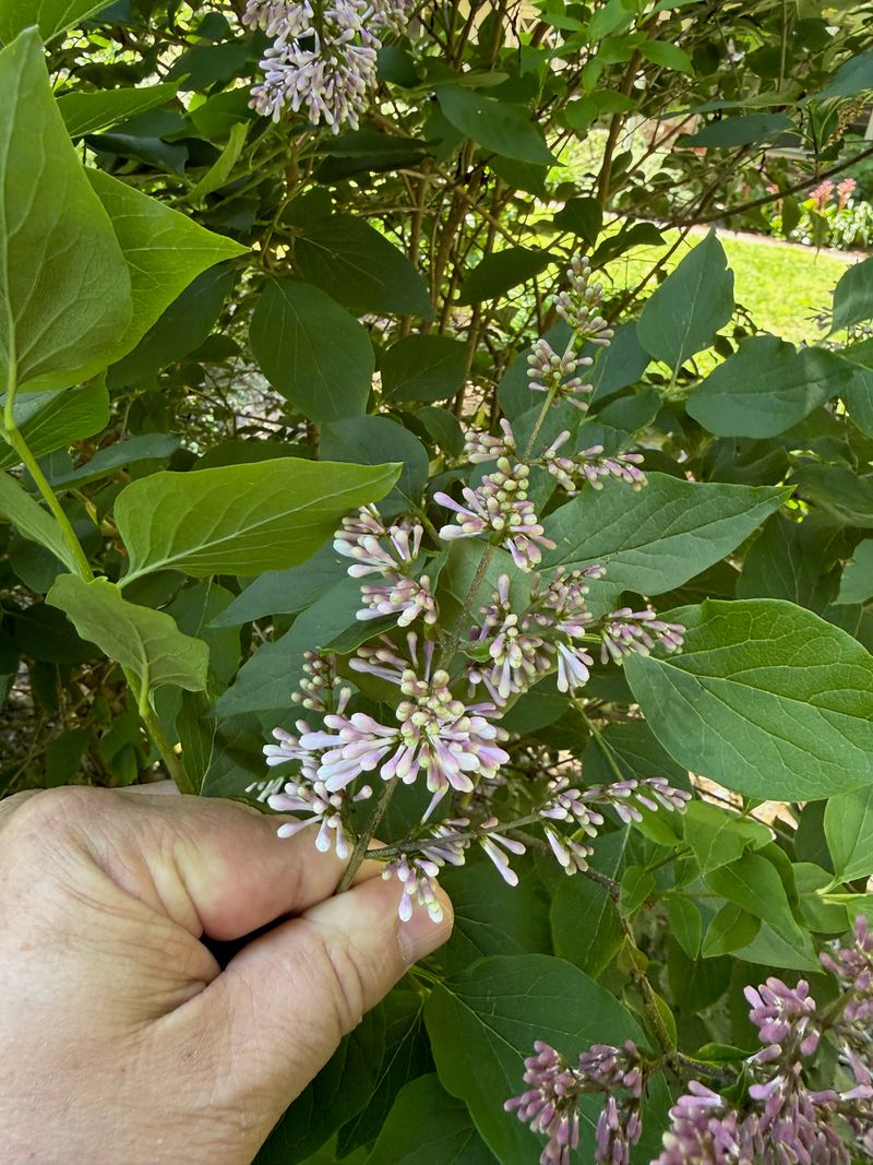 Miss Kim Lilac 'Miss Kim' flower buds