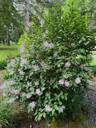 Syringa pubescens subsp. patula 'Miss Kim' – in bloom