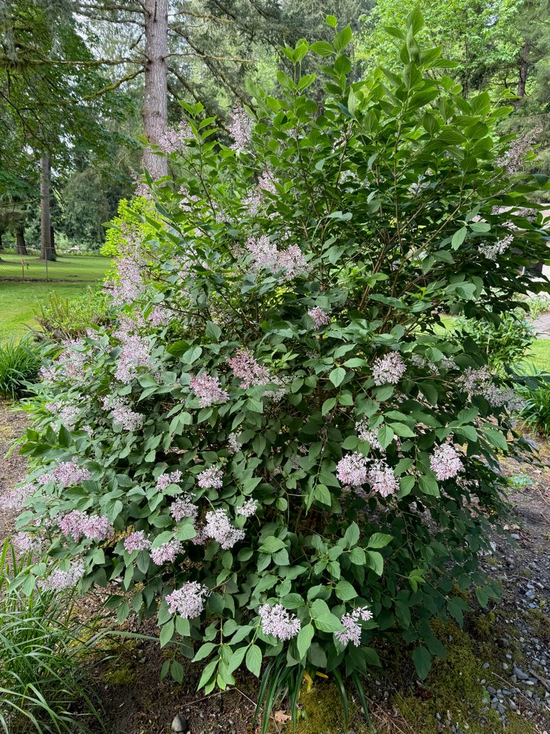 Miss Kim Lilac 'Miss Kim' in bloom