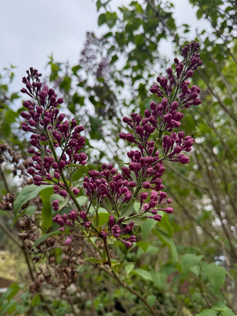Common Lilac 'Monroe' flower bud