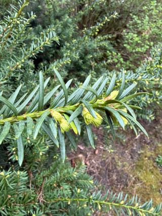 Taxus baccata 'Repandens' – new growth