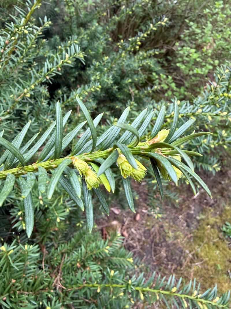 English Yew 'Repandens' new growth