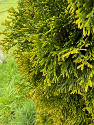 Thuja occidentalis 'Smaragd' – new growth