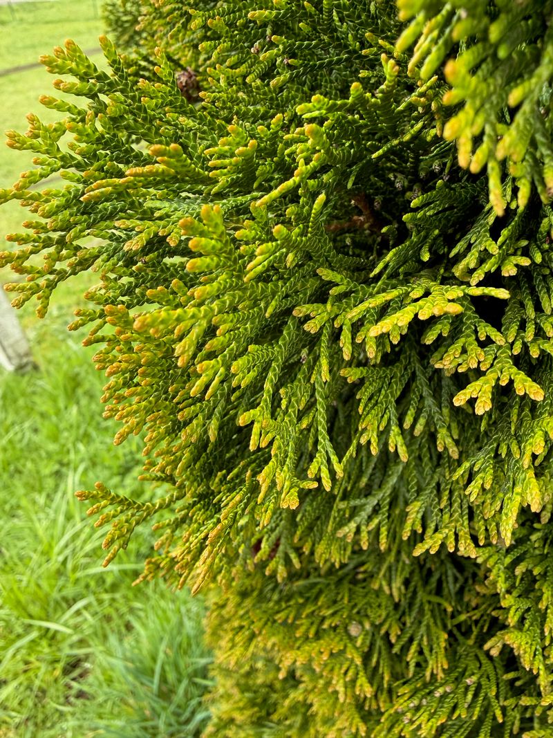 Eastern Arborvitae 'Smaragd' new growth