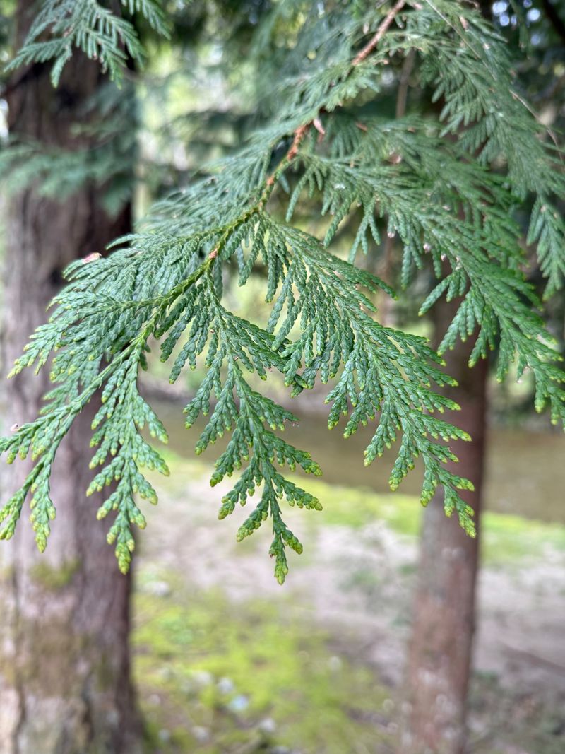Western Red Cedar new growth