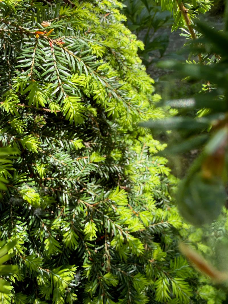 Canadian Hemlock 'Pendula' new growth