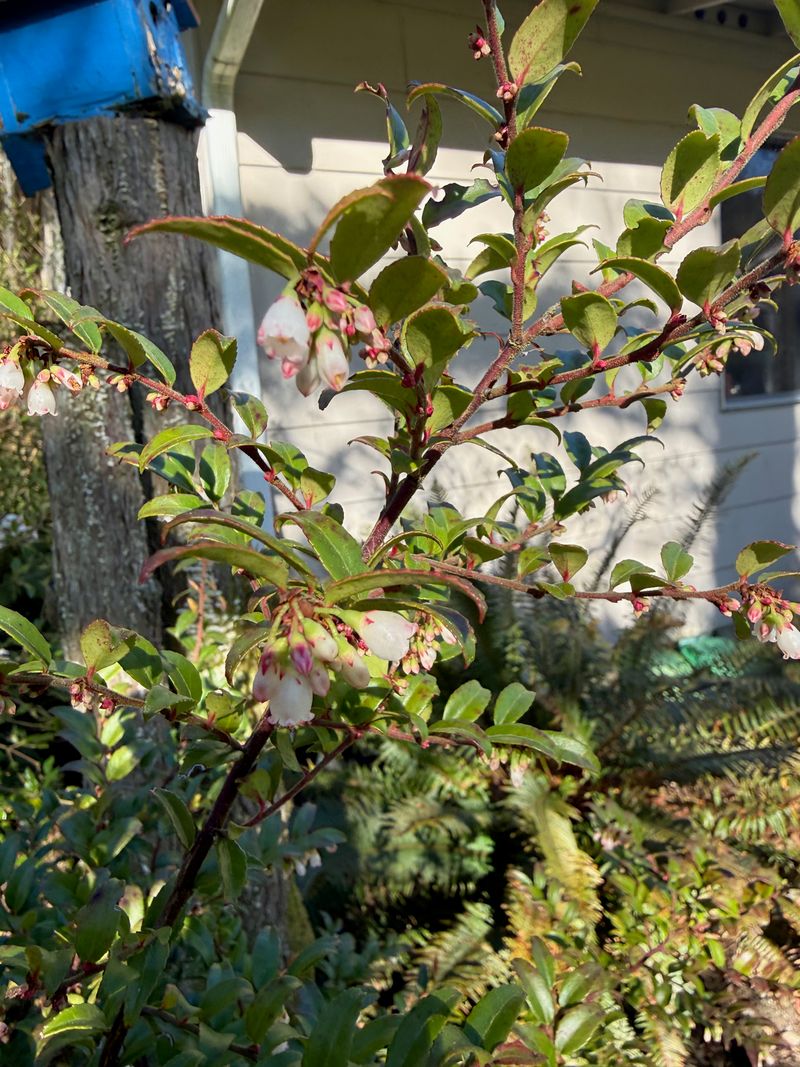 Evergreen Huckleberry bloom
