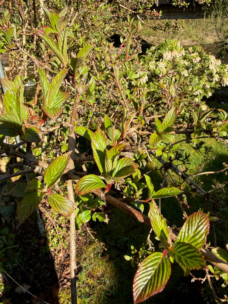 Dawn Viburnum 'Dawn' new leaves