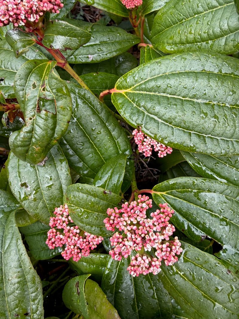 Viburnum davidii flower buds