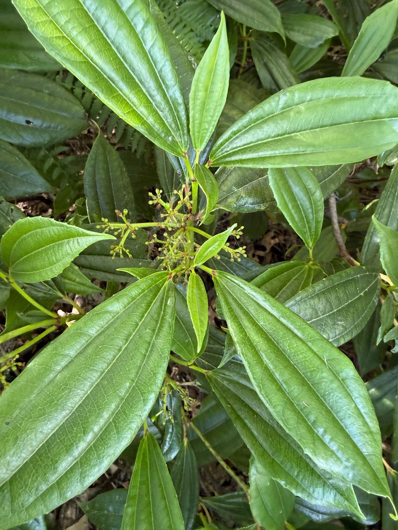 David Viburnum fruit development