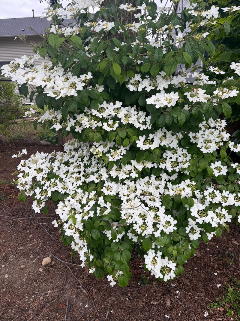 Doublefile Viburnum full bloom