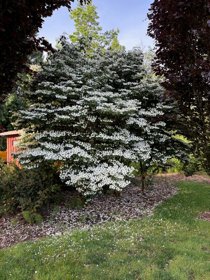 Doublefile Viburnum full bloom