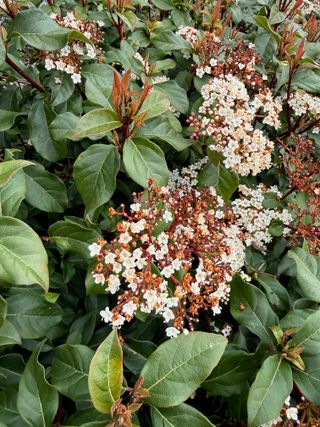 Viburnum tinus 'Spring Bouquet' – new flowers