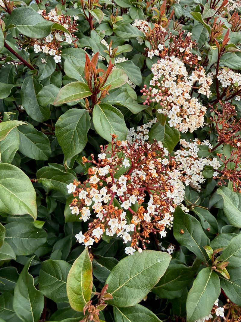 Laurustinus 'Spring Bouquet' new flowers