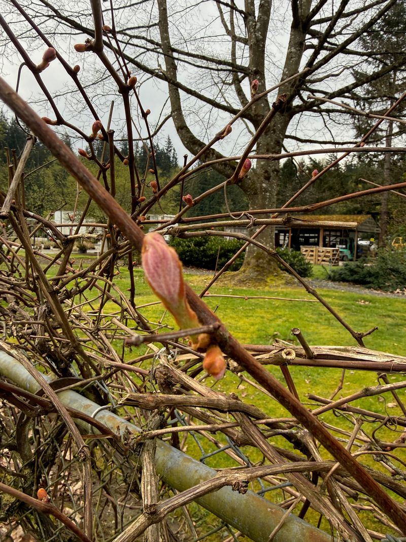 Wine Grape bud break