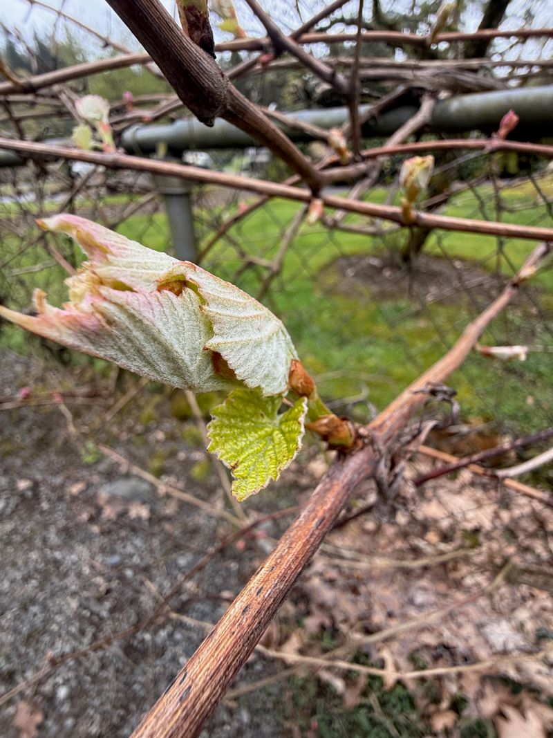 Wine Grape new leaves