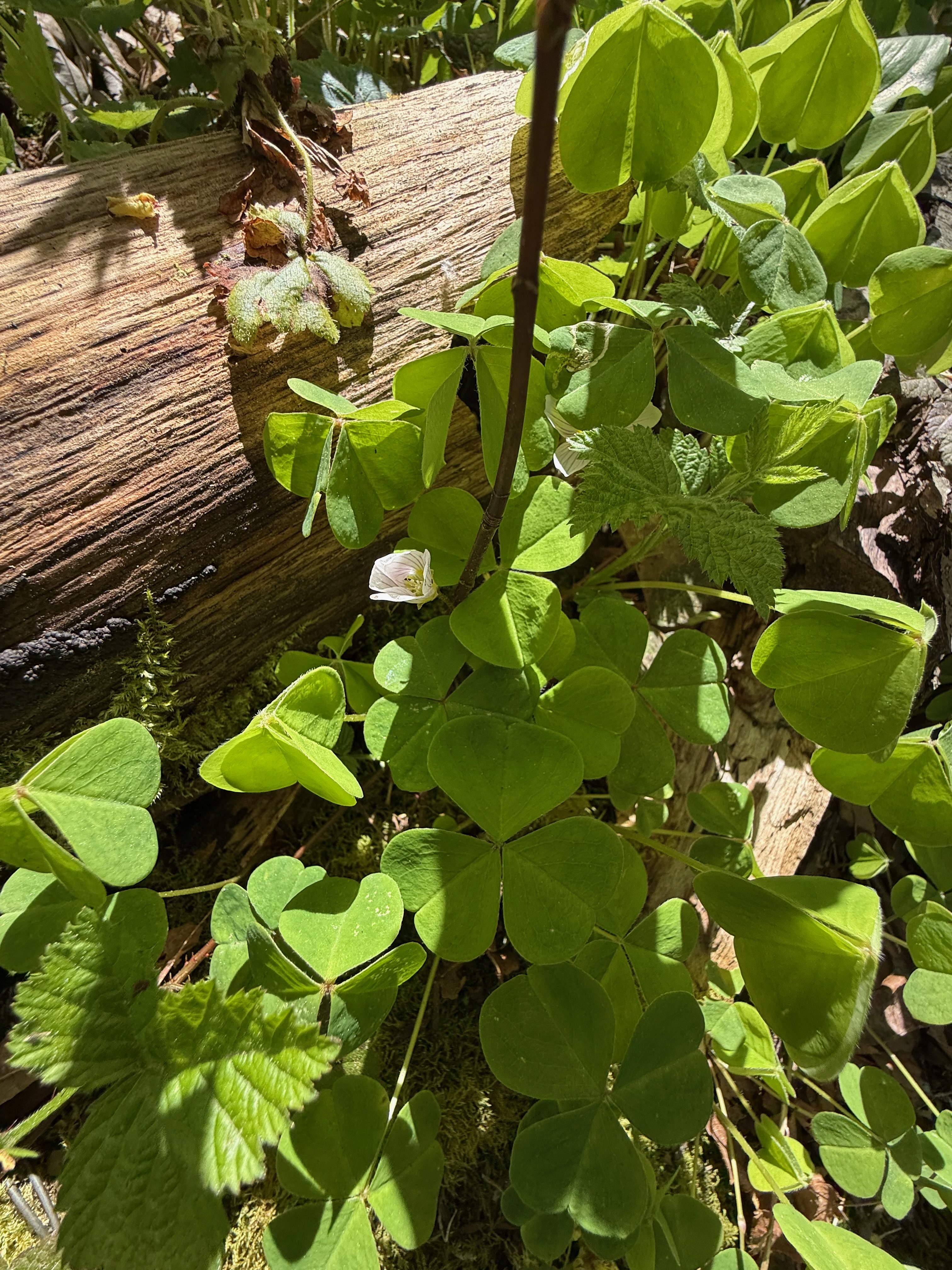 Redwood Sorrel new flower observed 2026-04-25