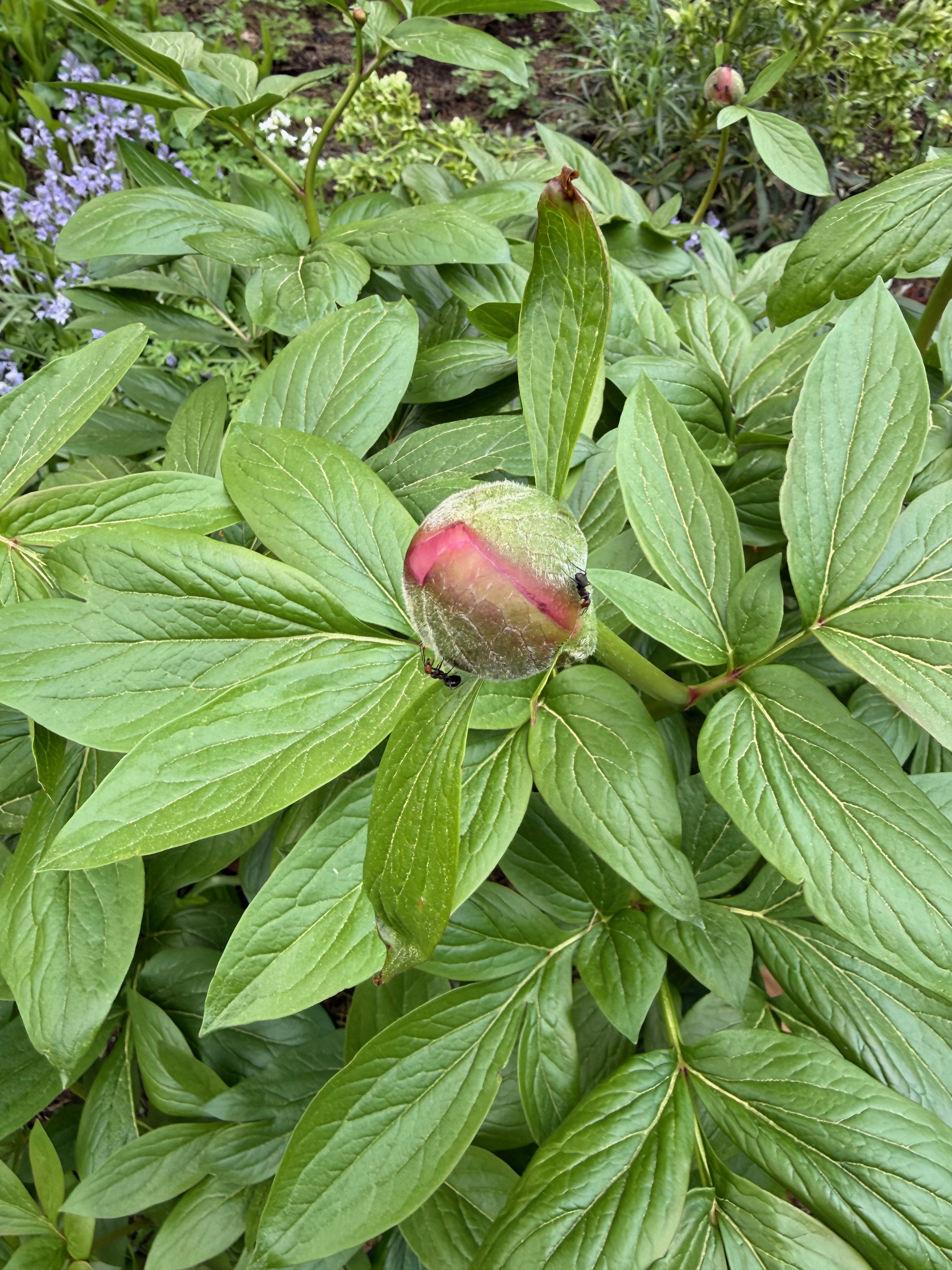 Garden Peony flower bud observed 2026-04-20