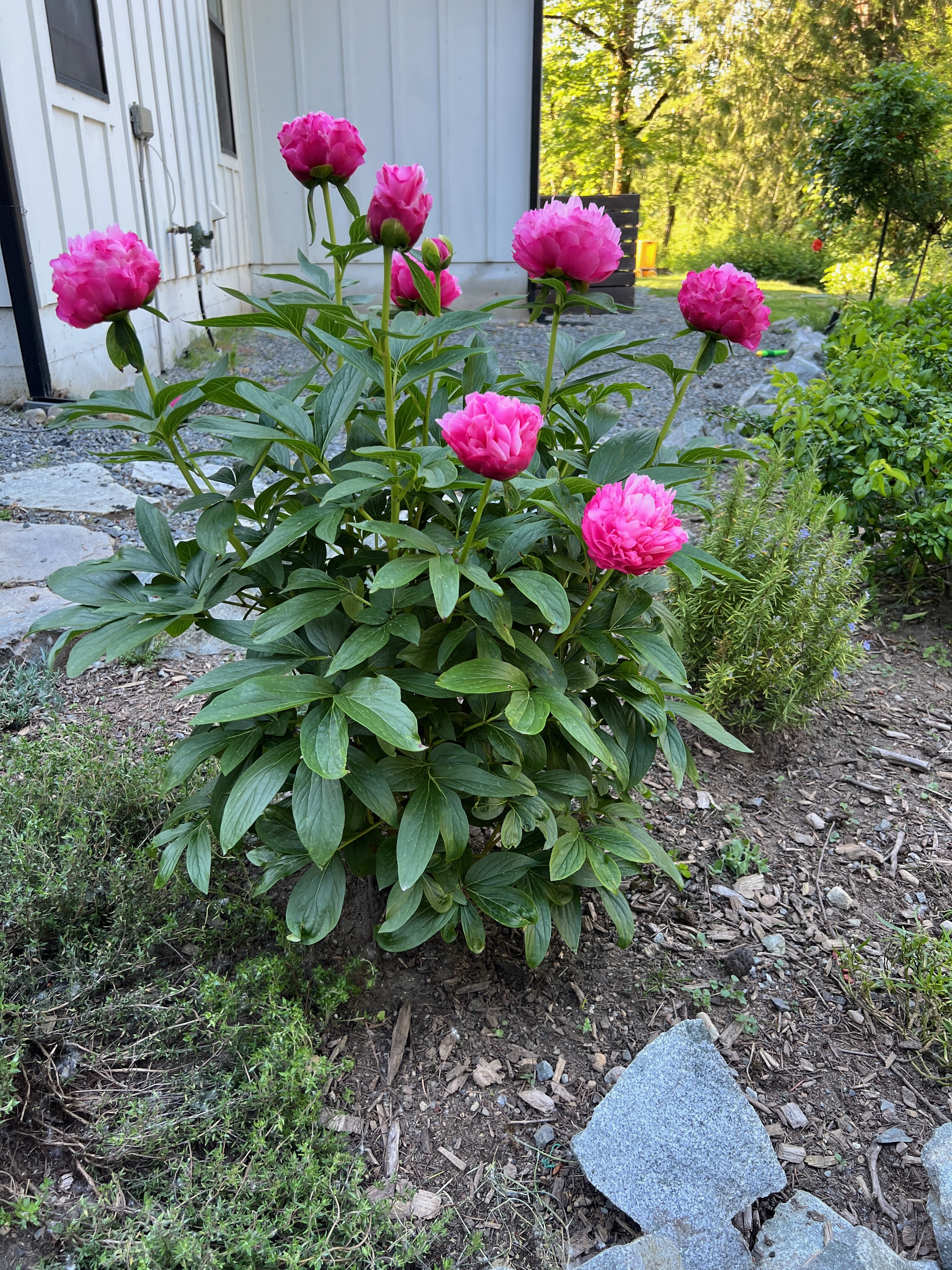 Garden Peony full bloom