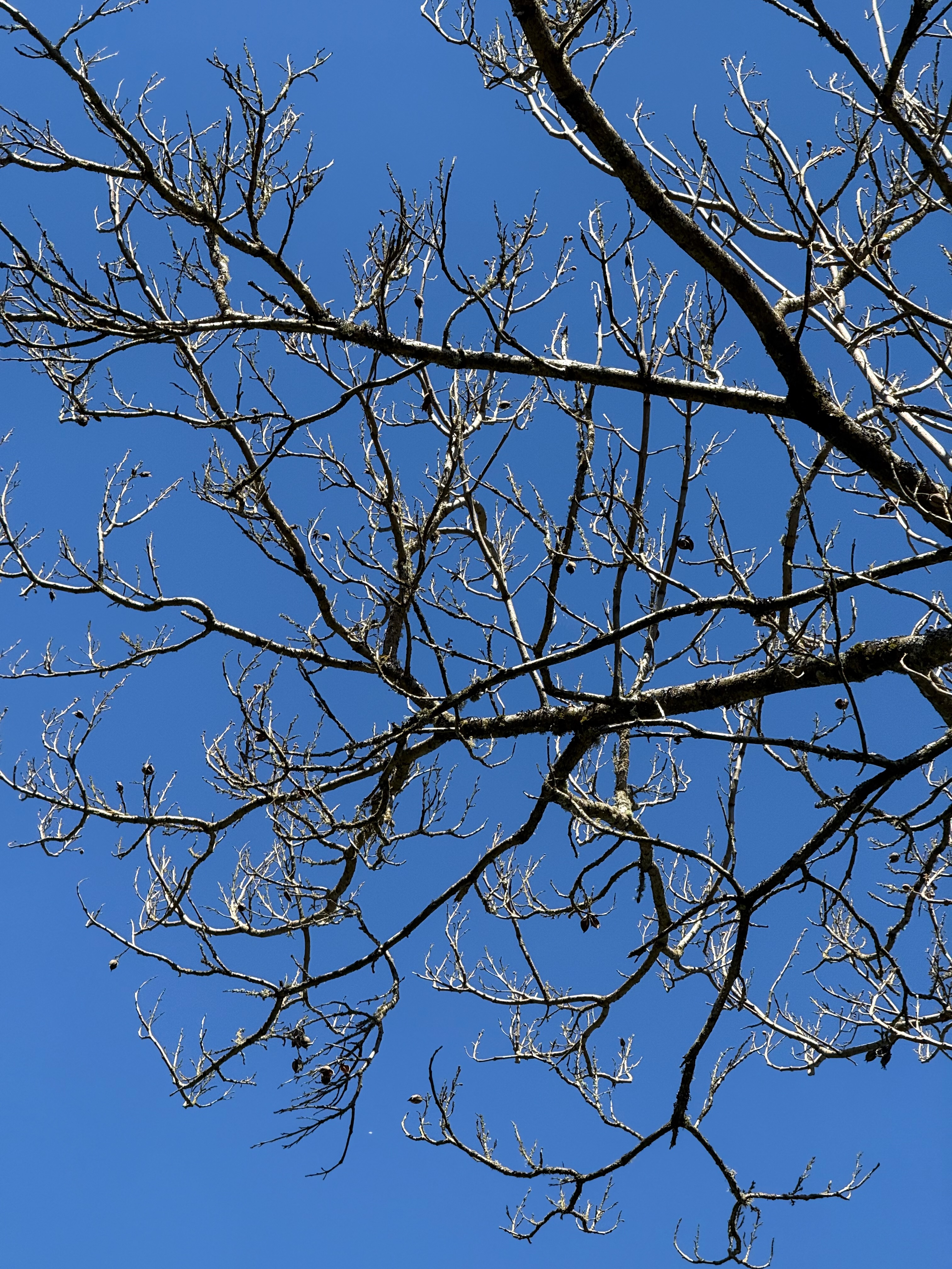 Empress Tree bud swell observed 2026-04-25