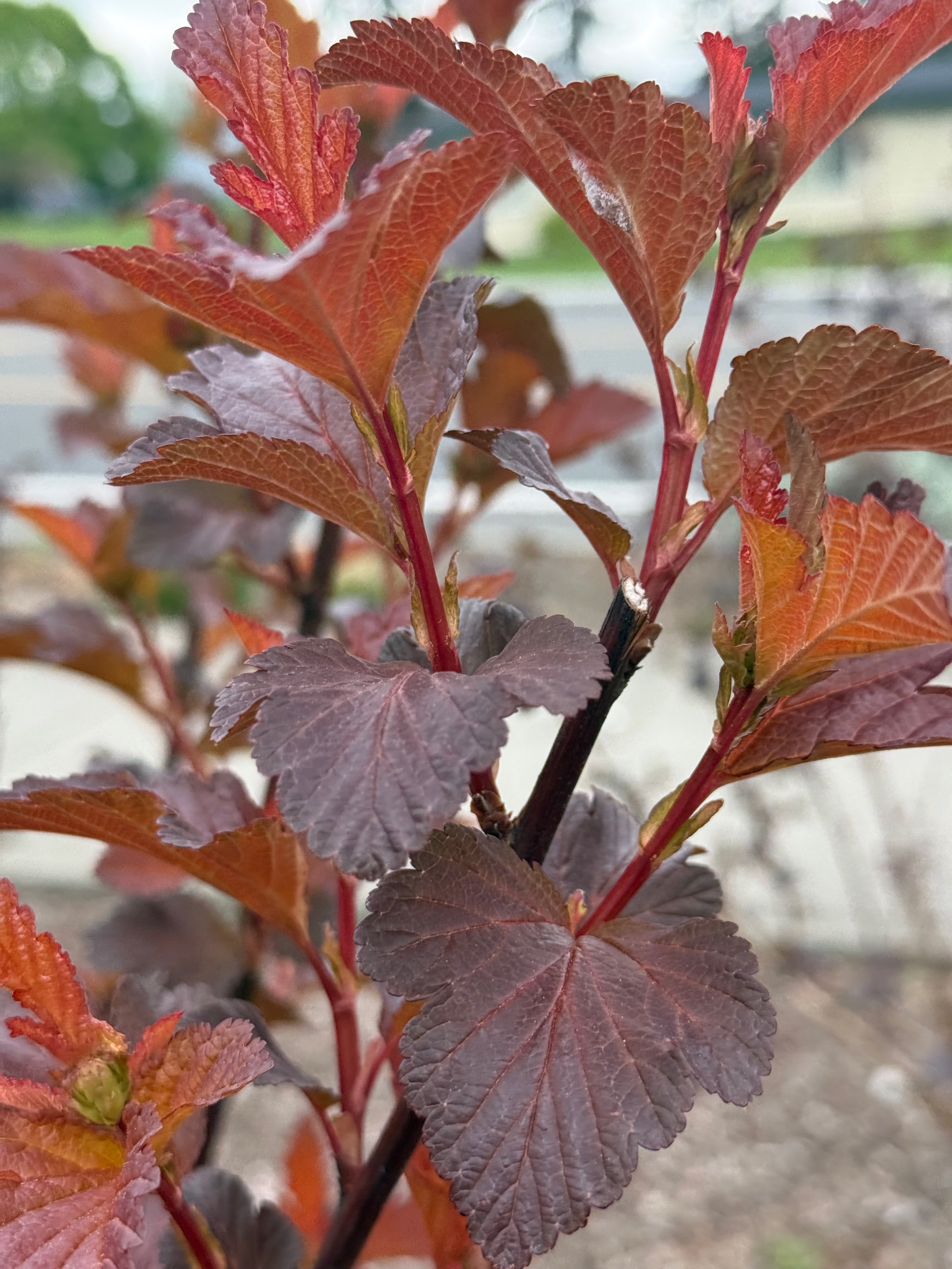 Ninebark new growth observed 2026-04-27