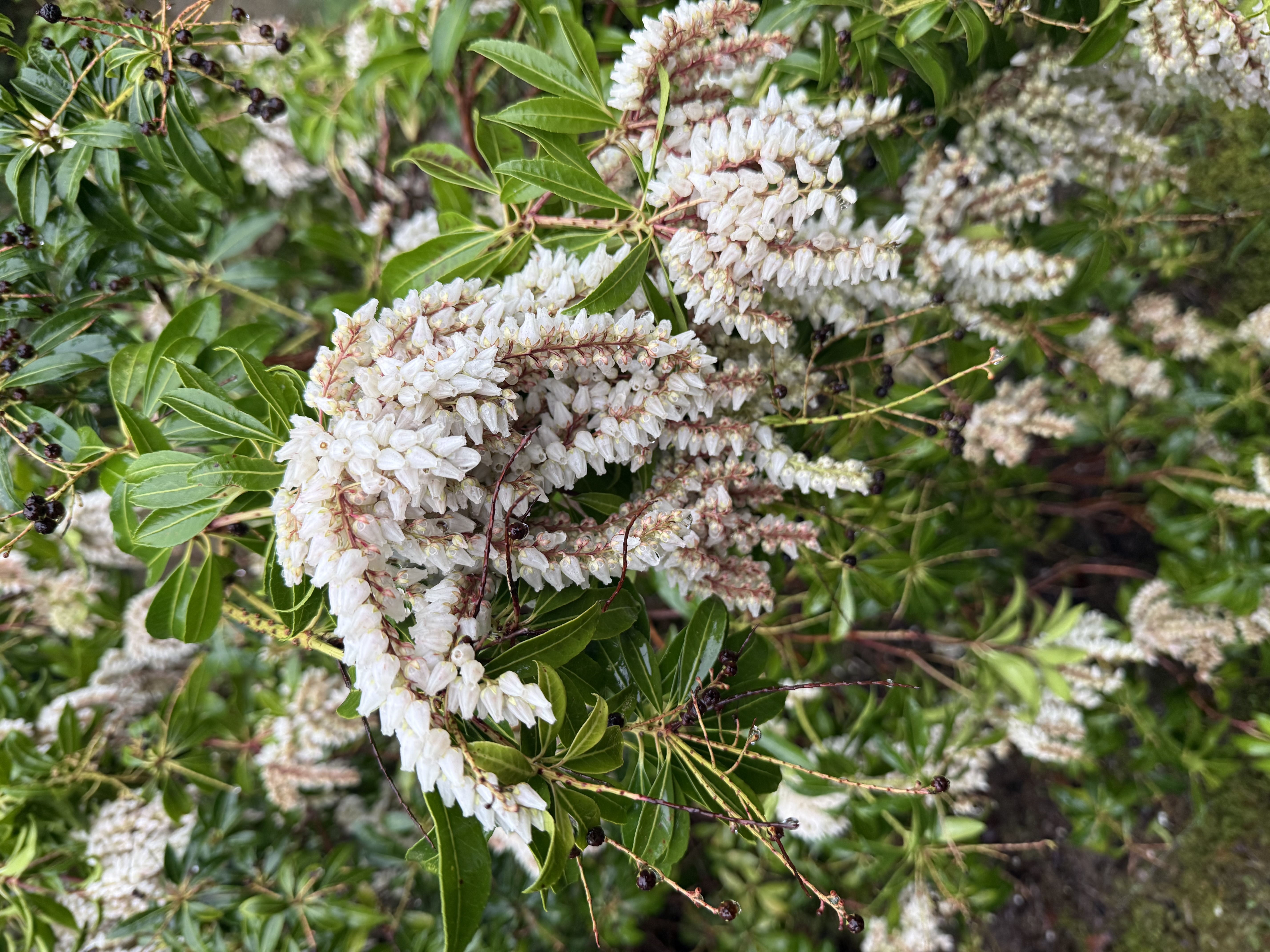 full bloom observed 2026-03-20