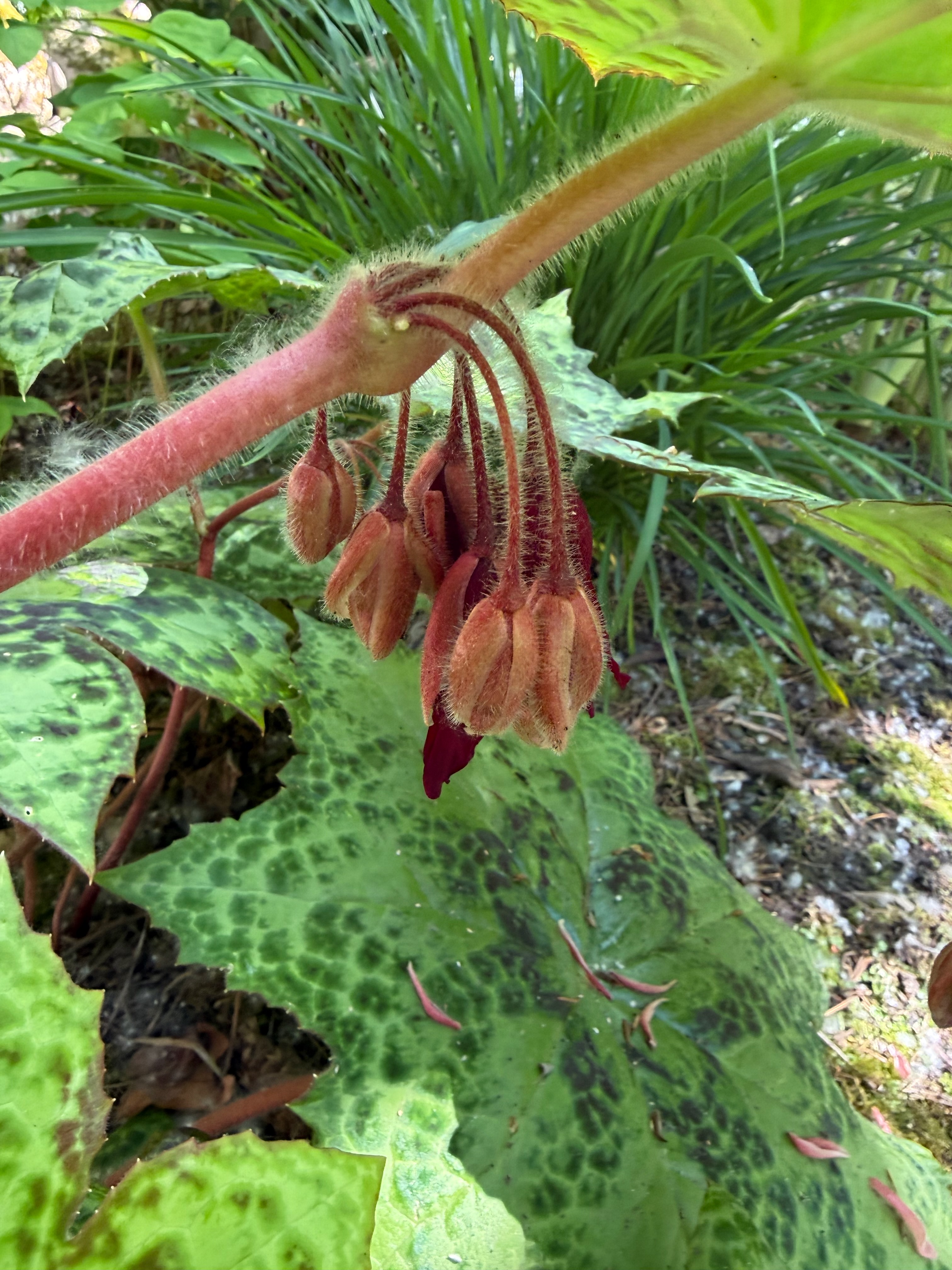 Mayapple new bloom