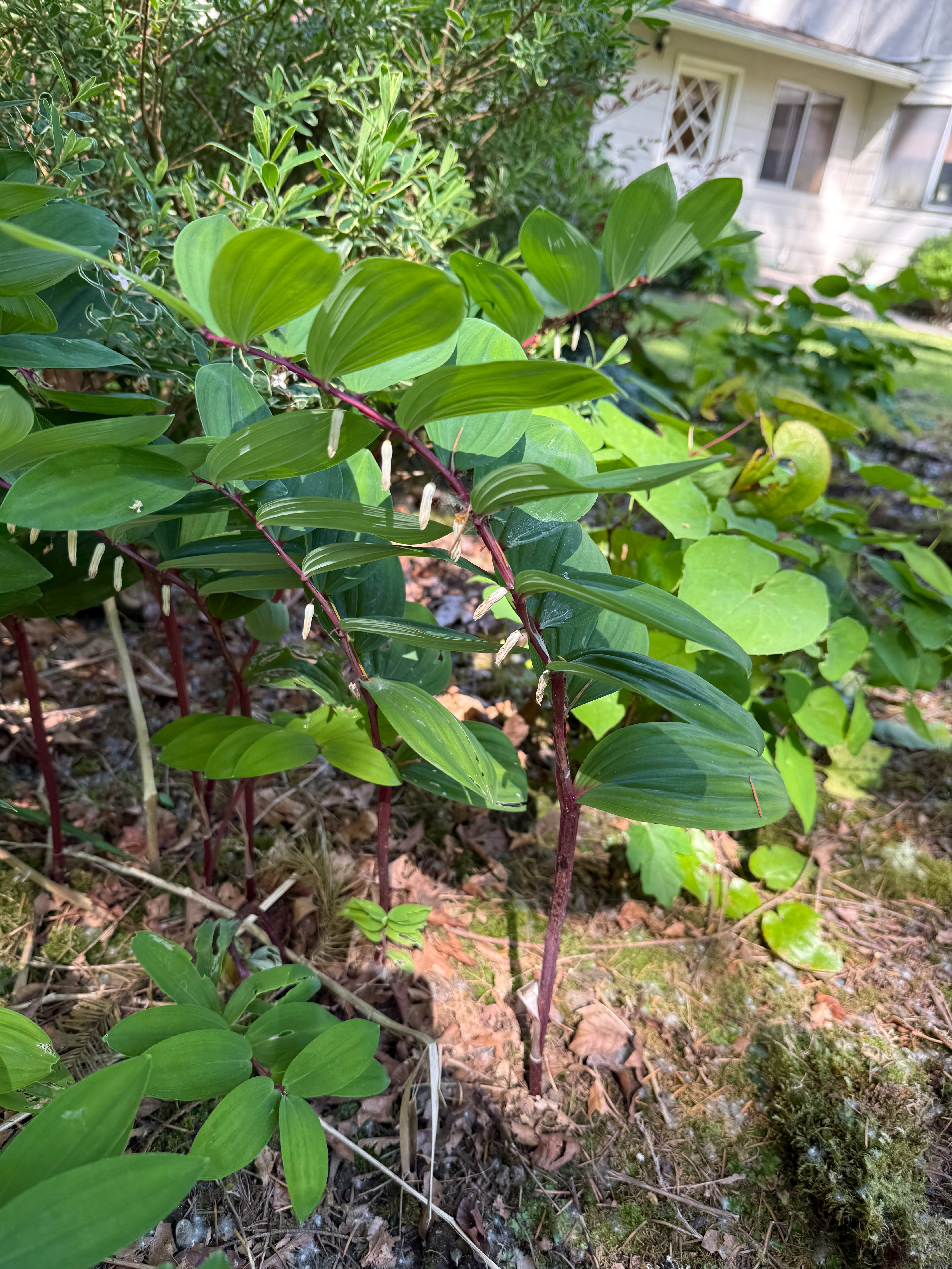 Solomon's Seal in bloom observed 2026-05-21