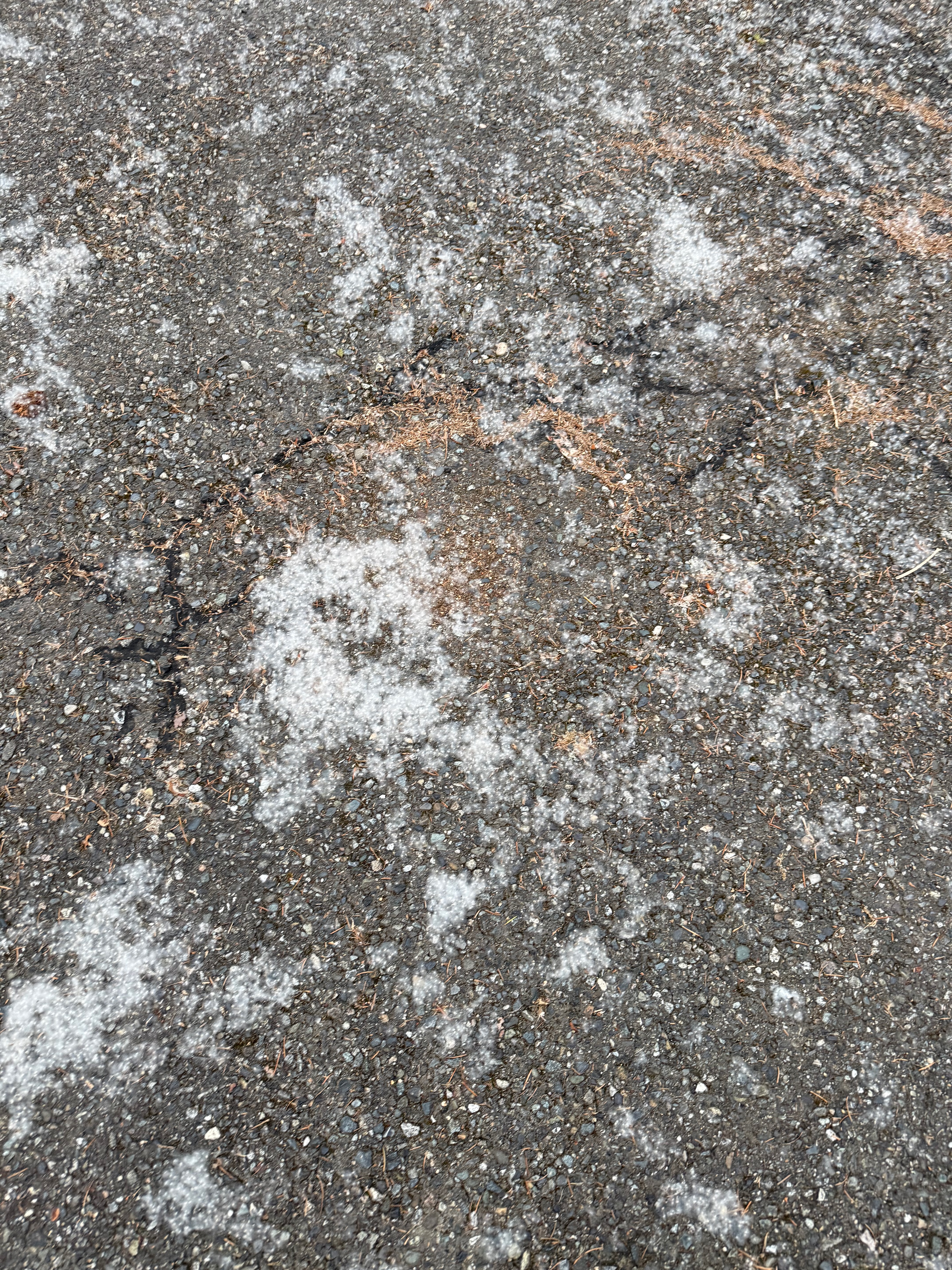 Black Cottonwood seed dispersal observed 2026-05-19