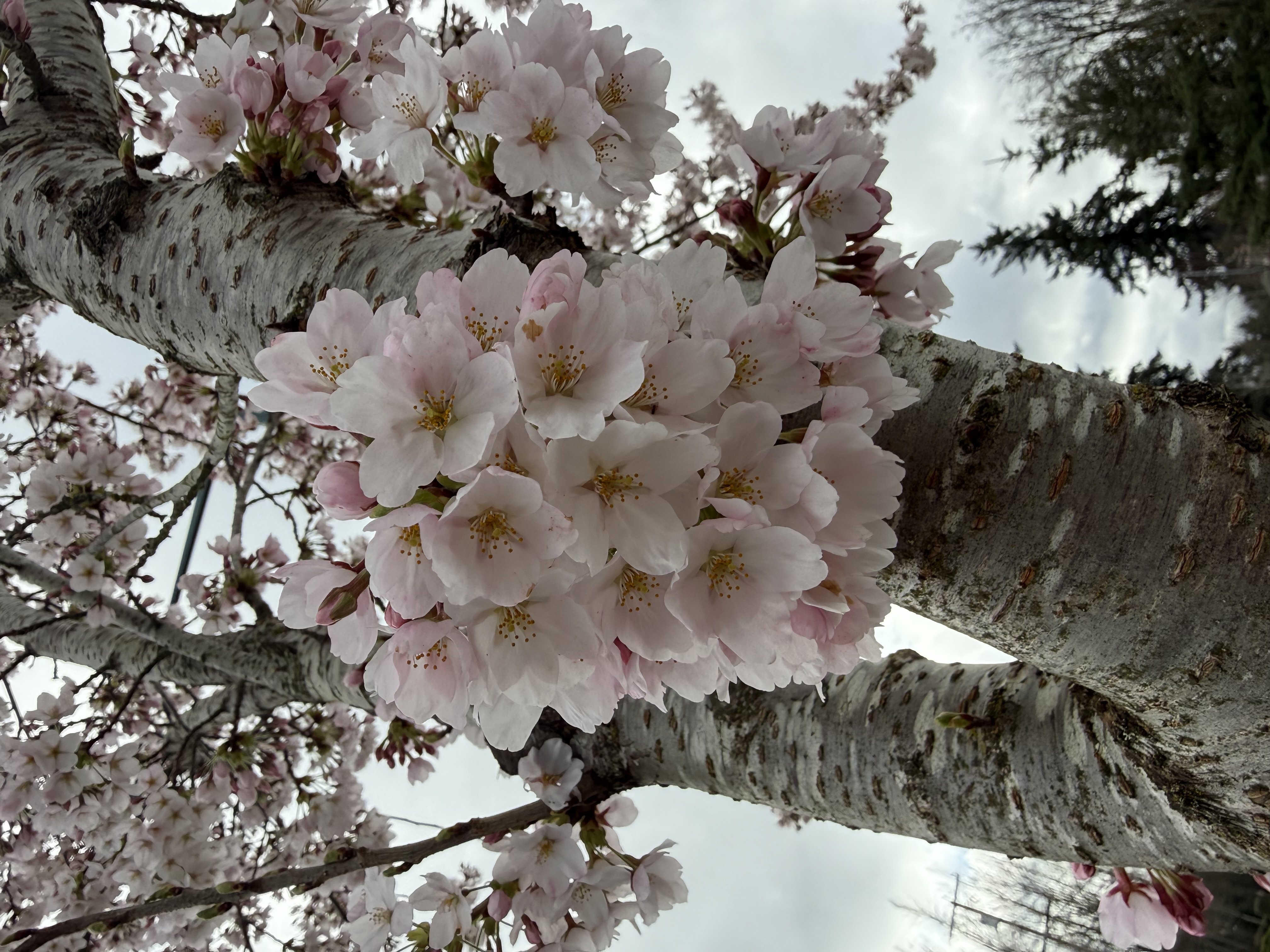 full bloom observed 2026-03-21