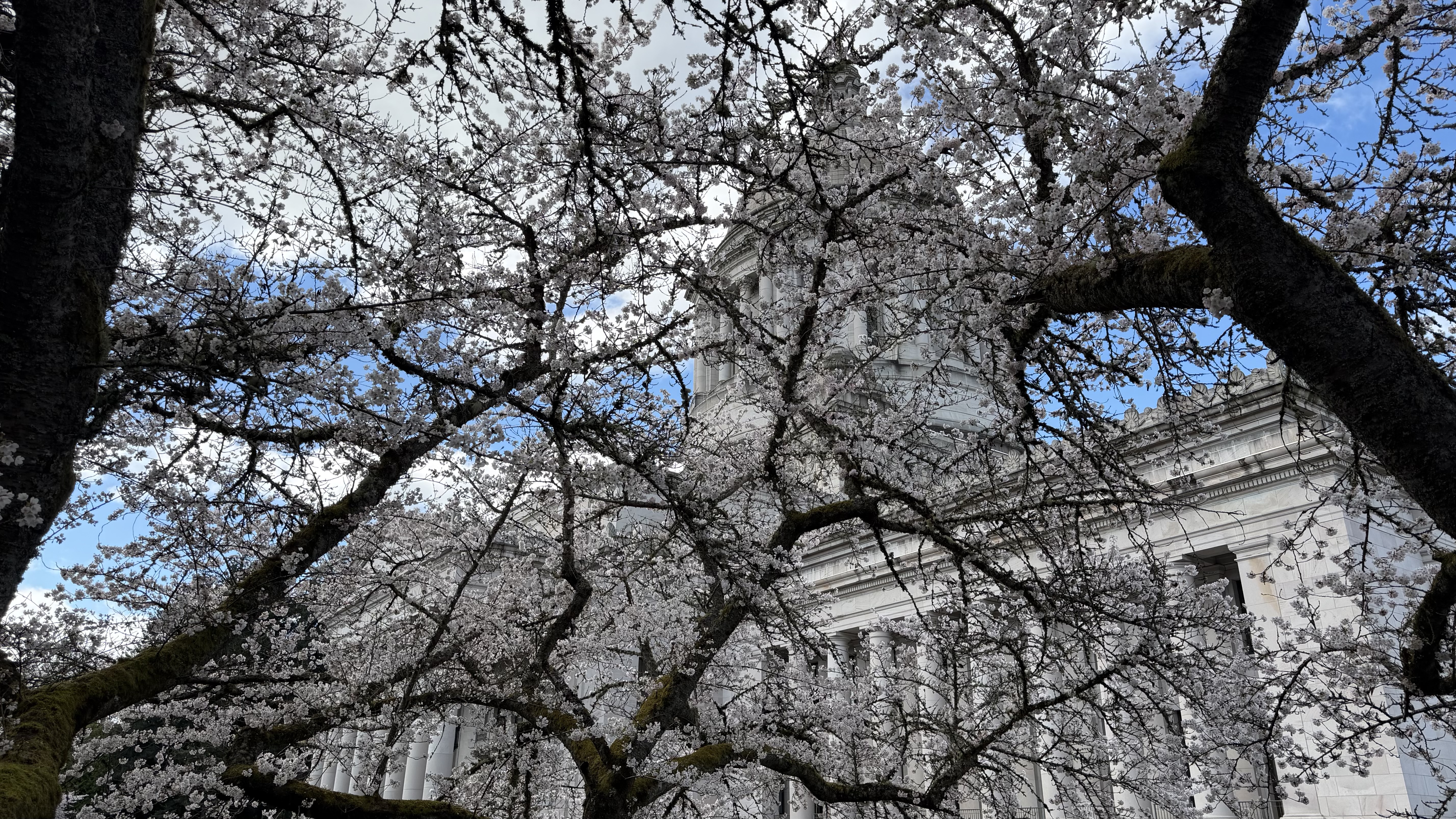 full bloom observed 2026-03-26