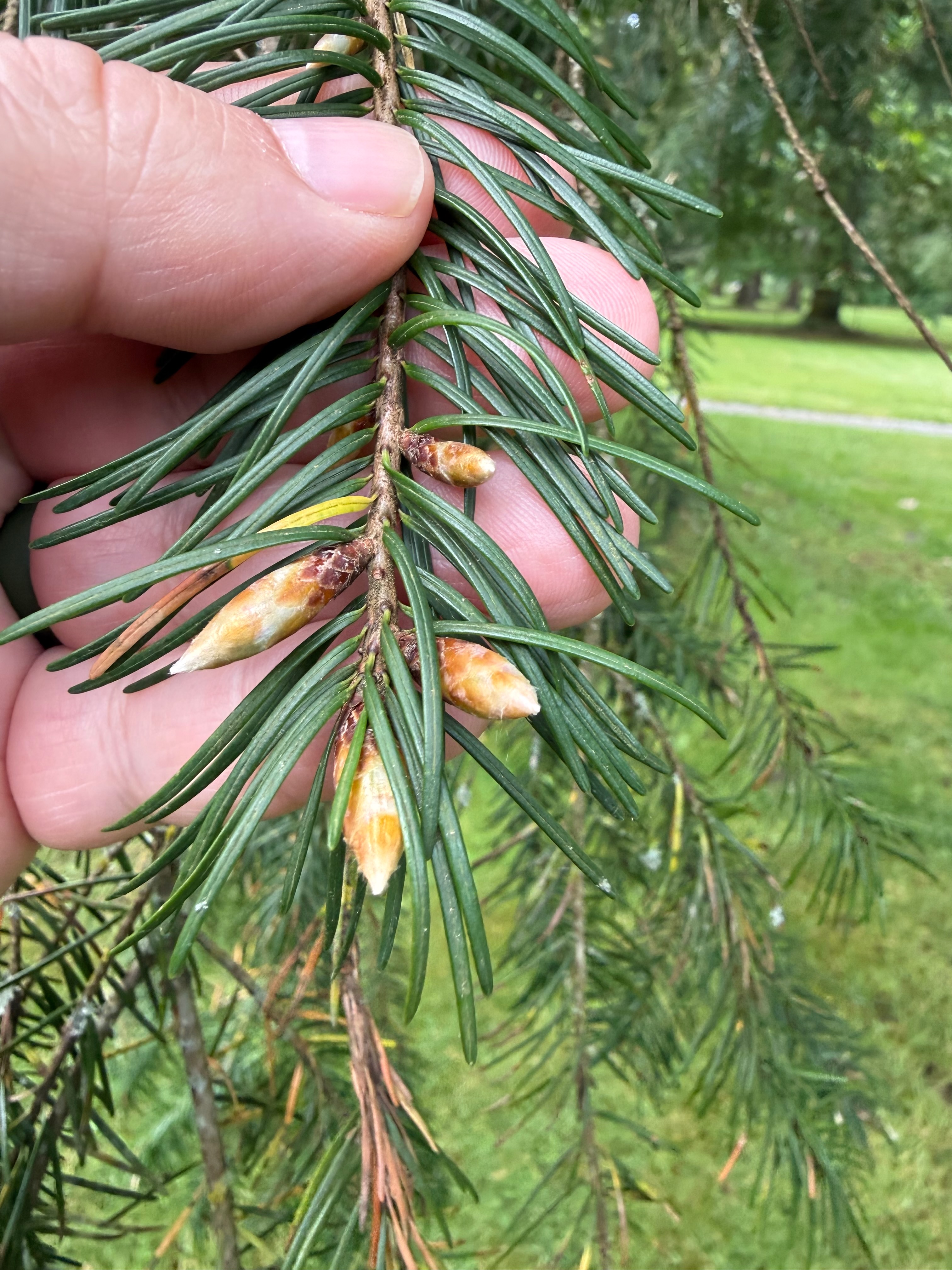 Douglas-fir bud swell observed 2026-05-14