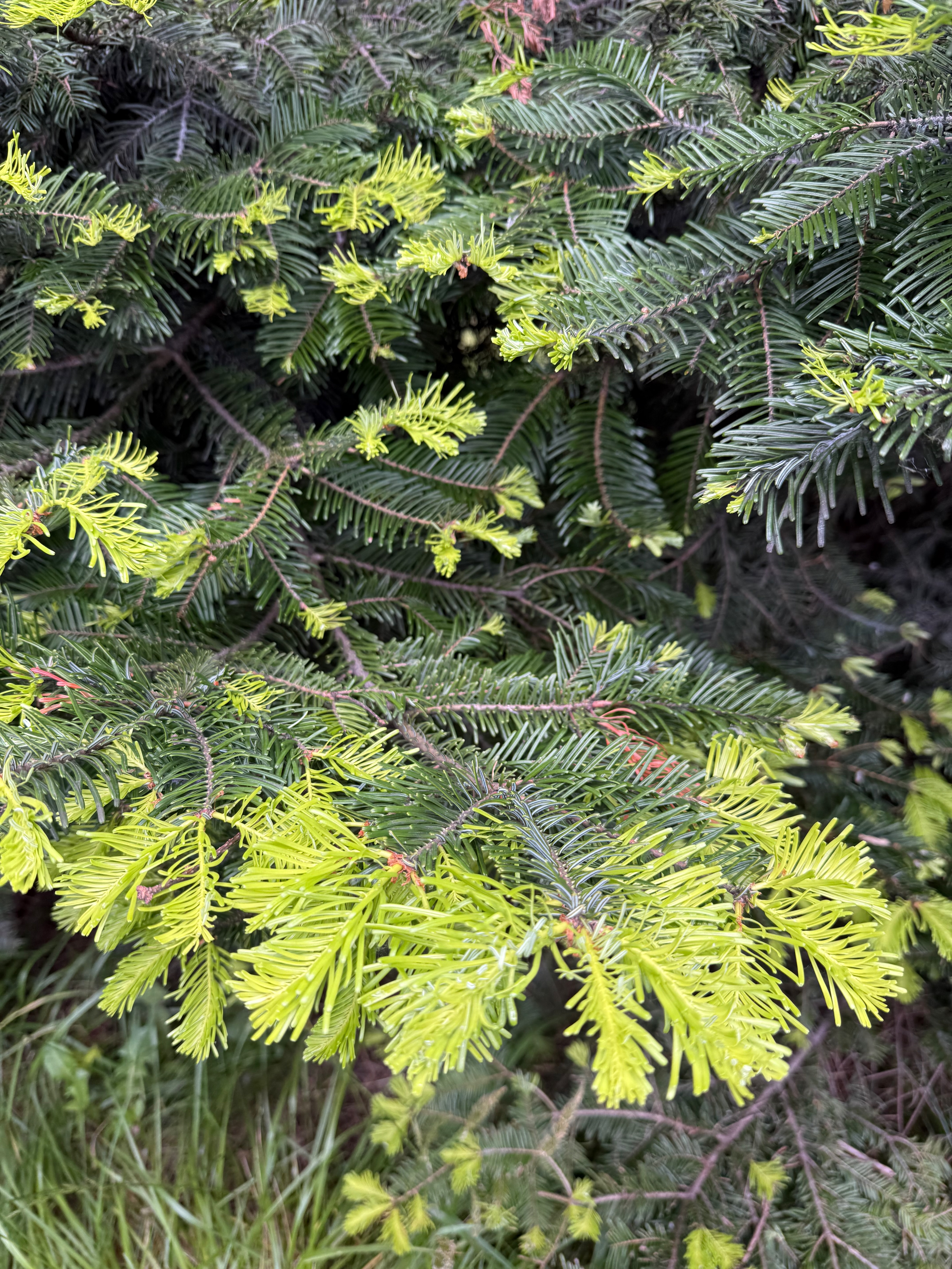 Douglas-fir new growth observed 2025-05-26