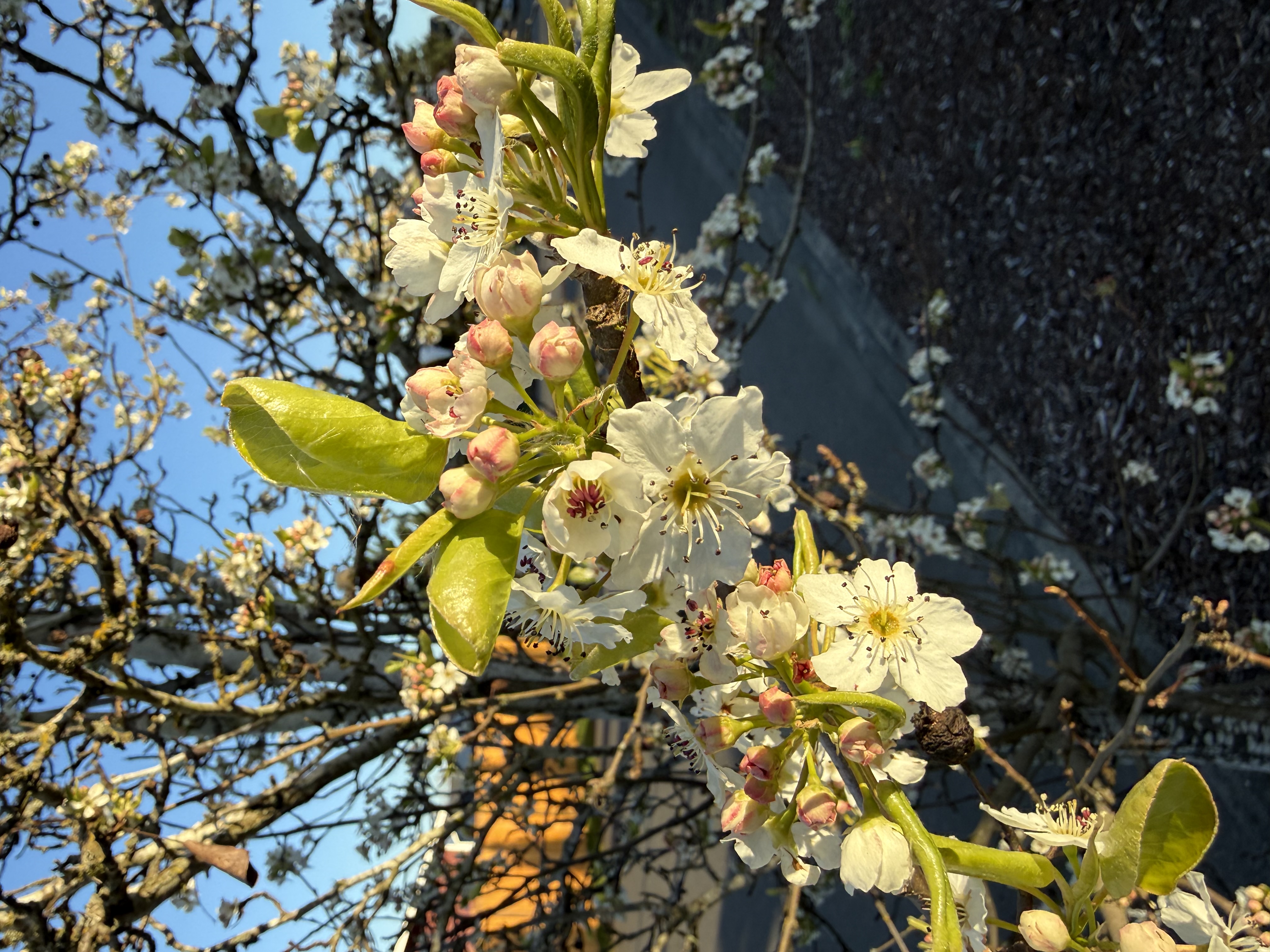 bloom start + leaf emergence observed 2026-03-26