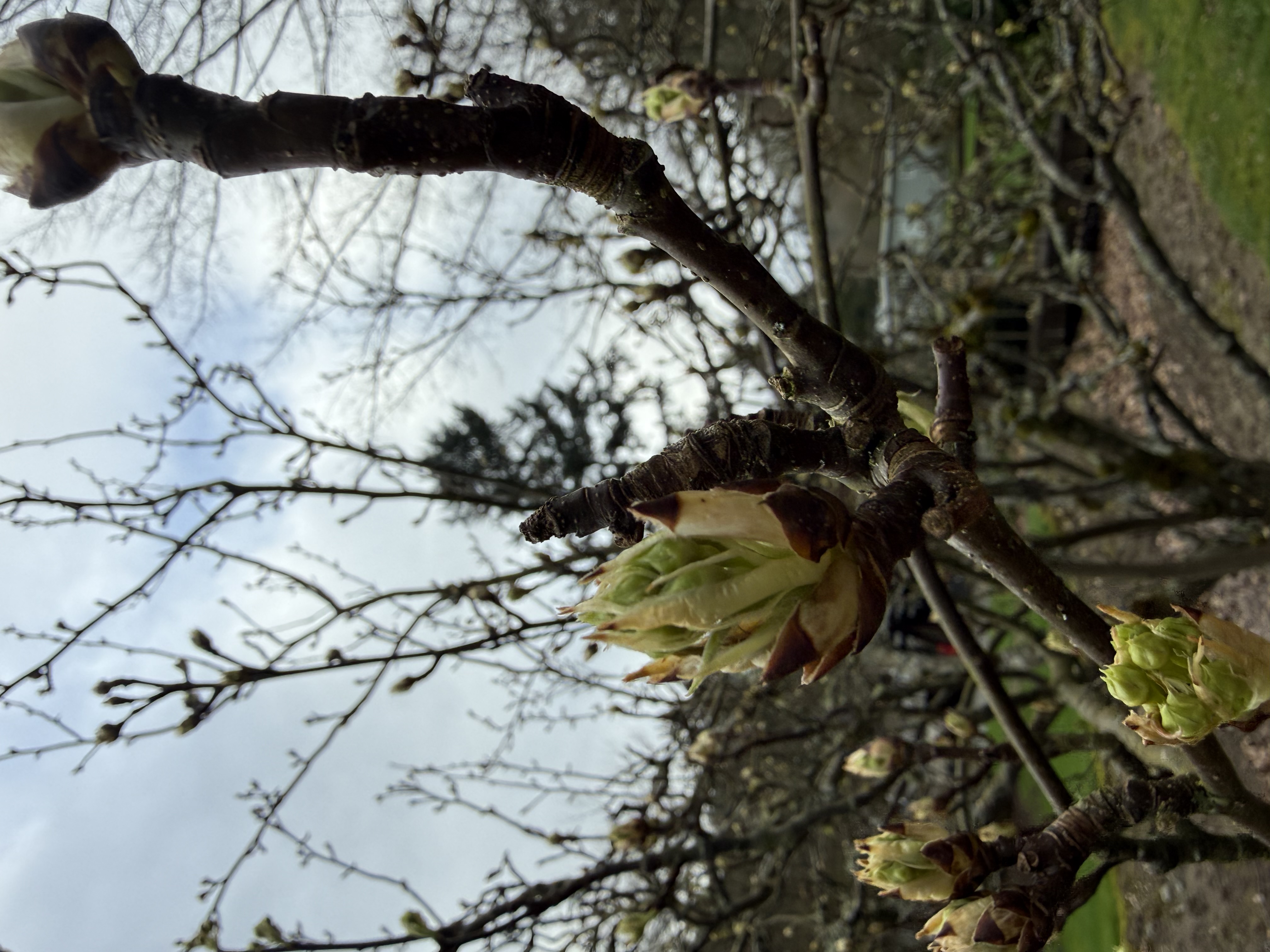 bud break observed 2026-03-21