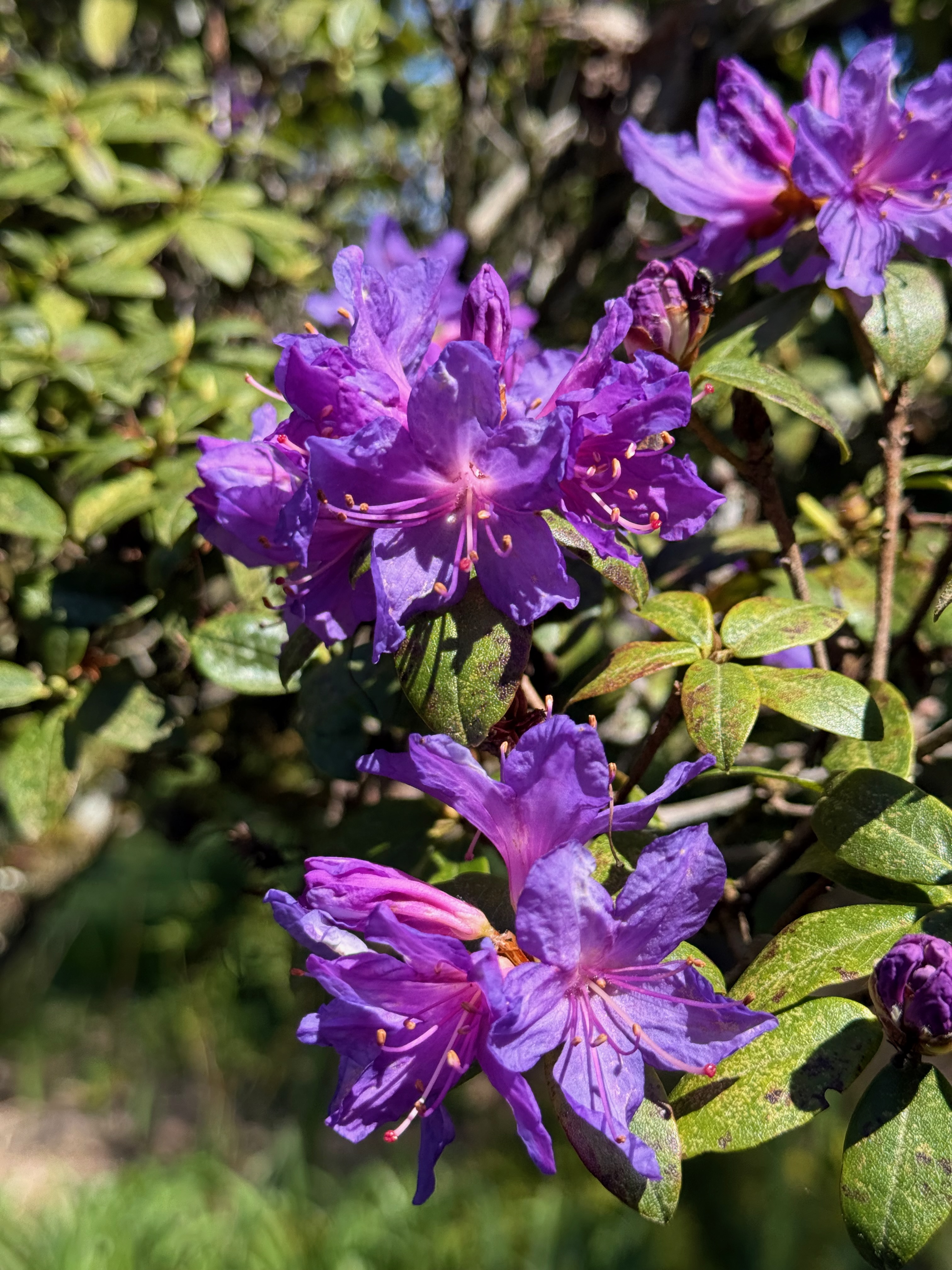 Rhododendron full bloom observed 2026-04-25