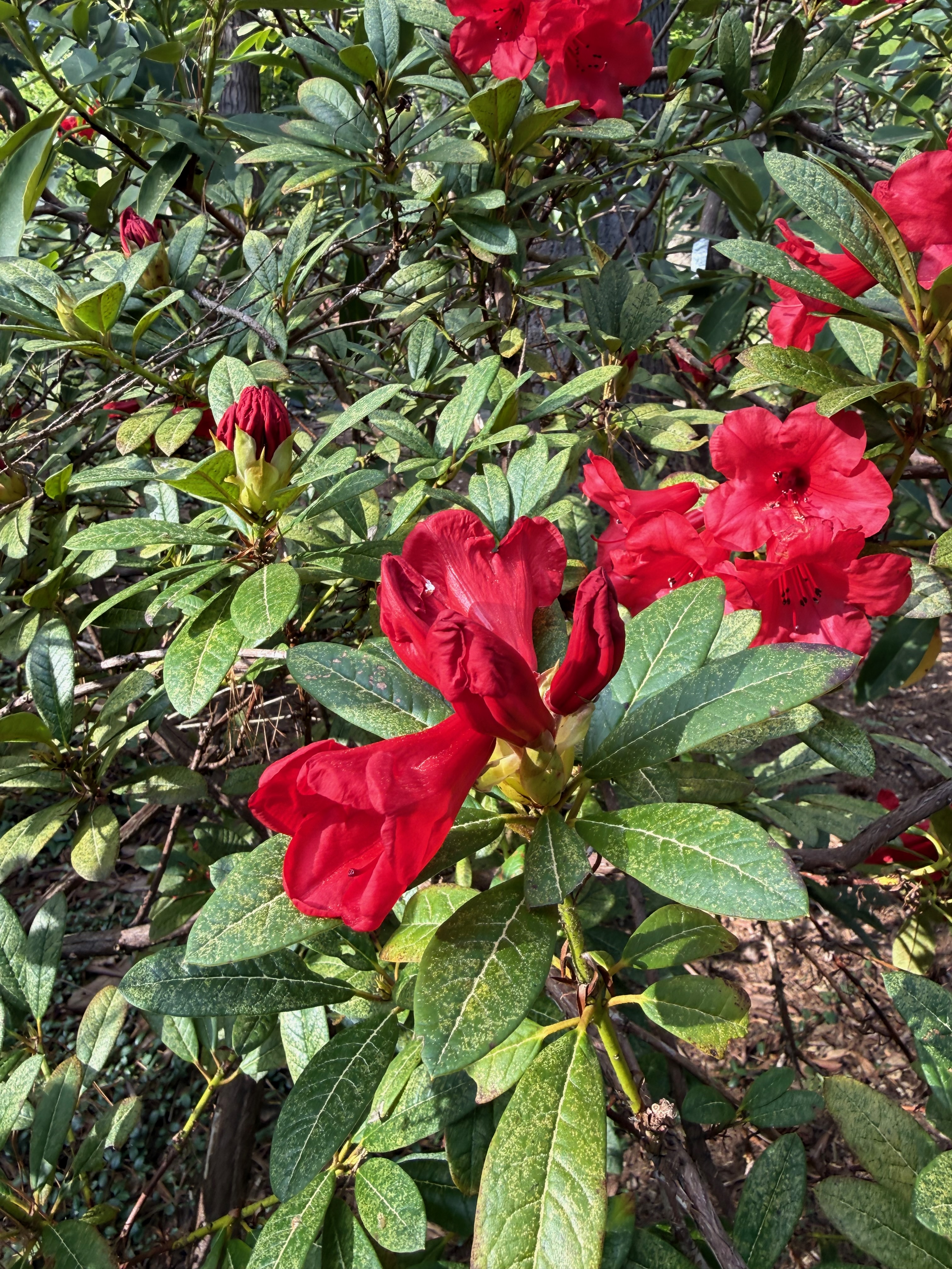 Rhododendron