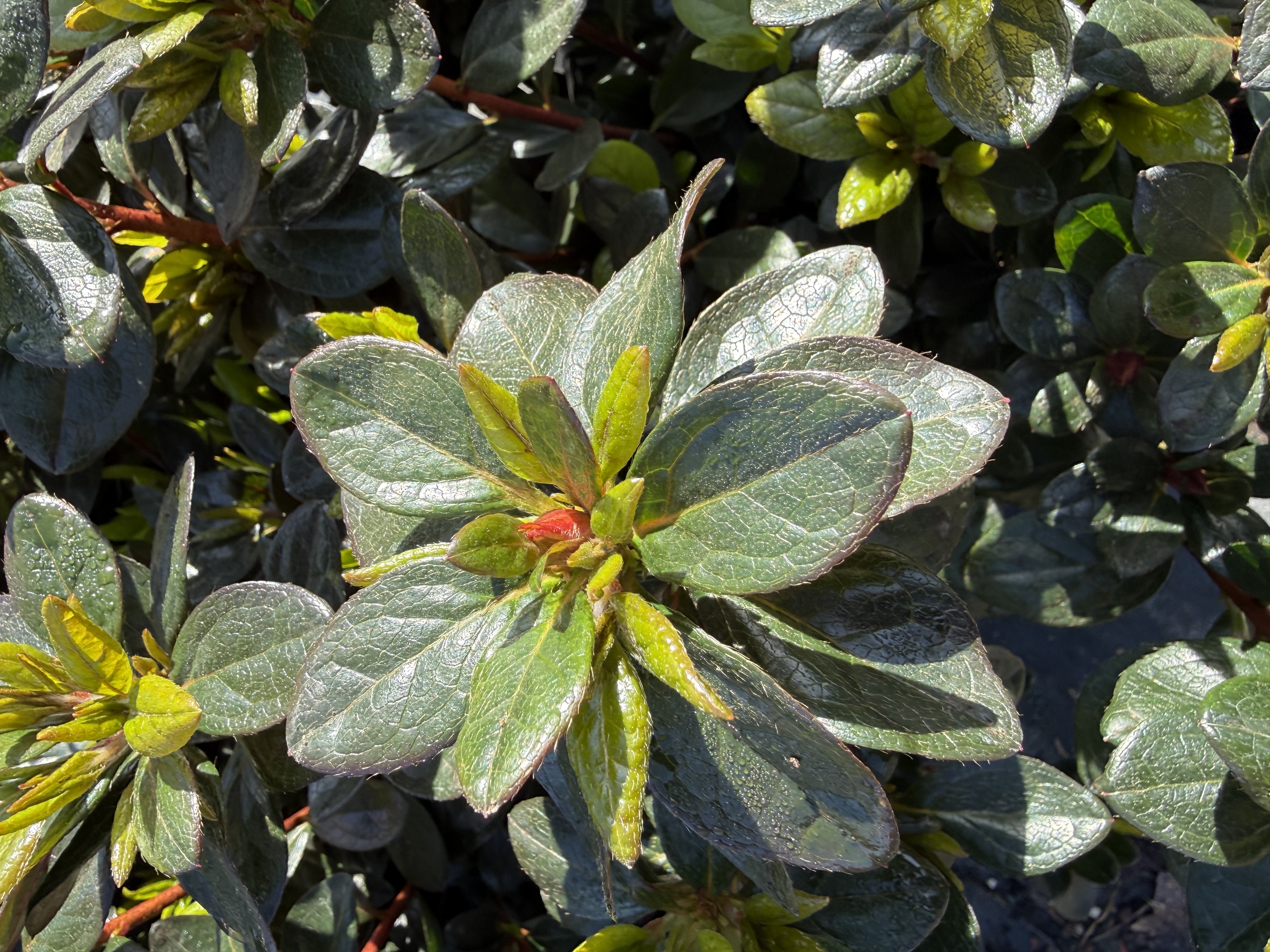 new leaf + flower bud observed 2026-03-27