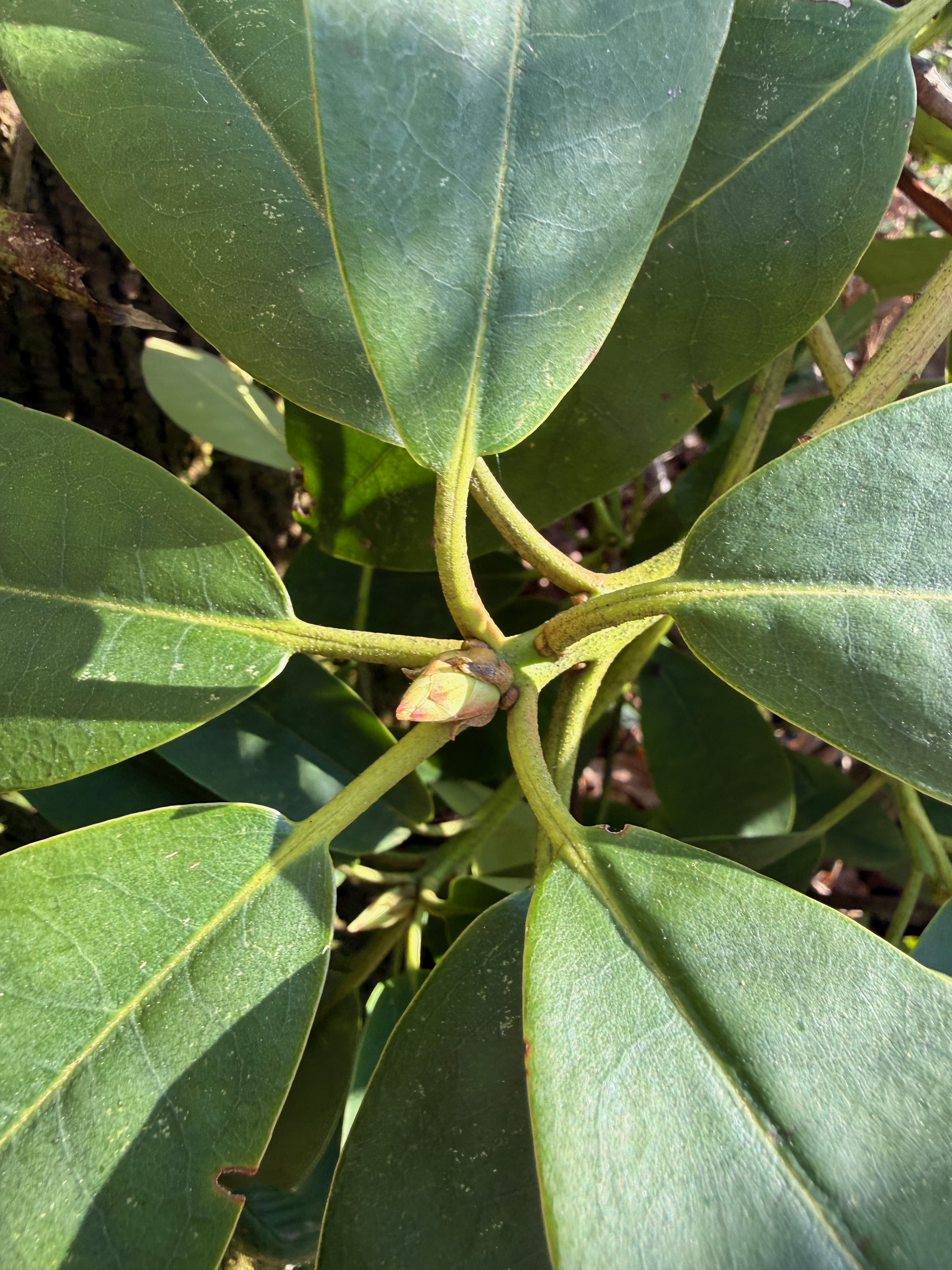 Pacific Rhododendron