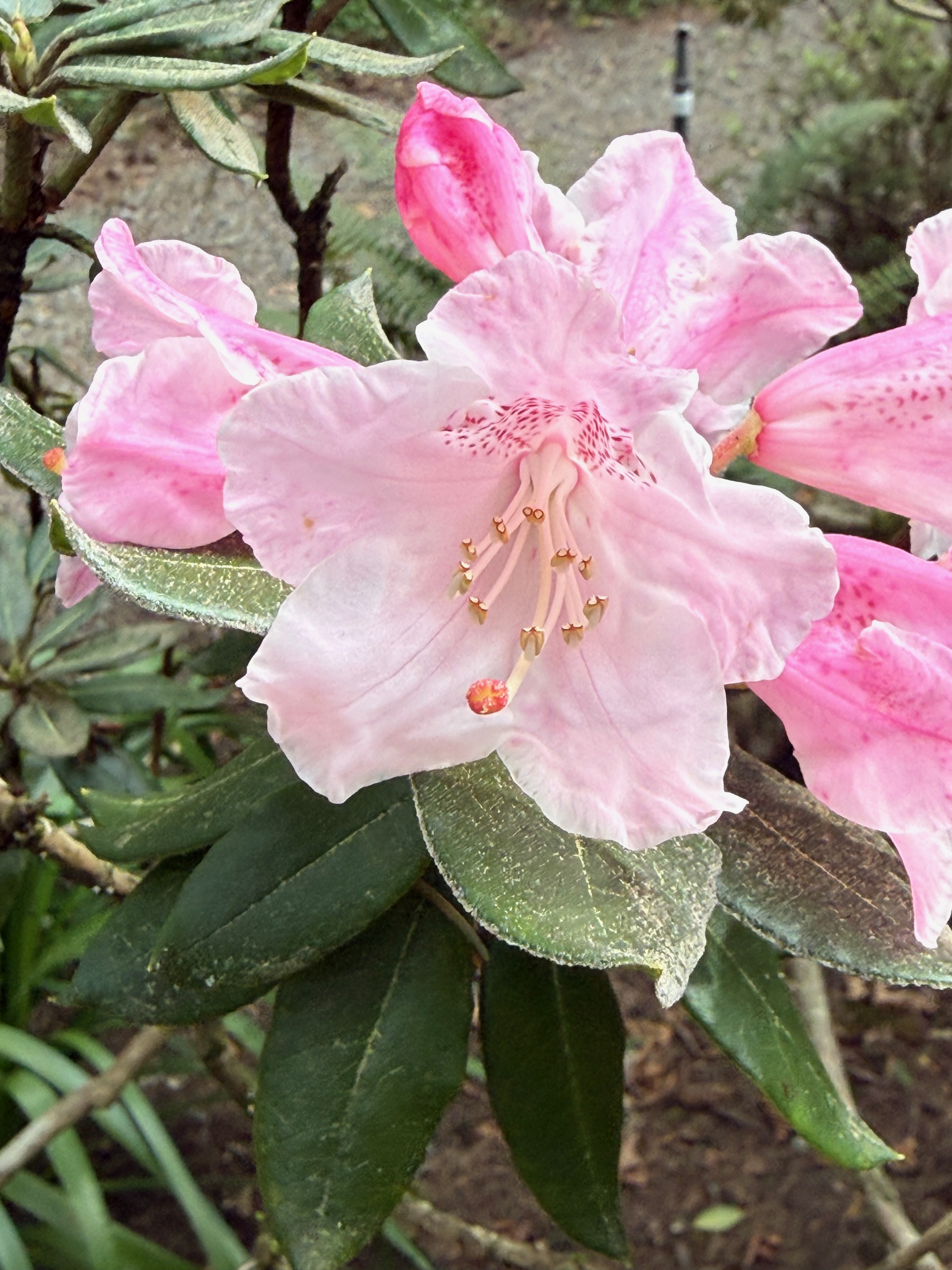 Taiwan Rhododendron full bloom observed 2026-04-20
