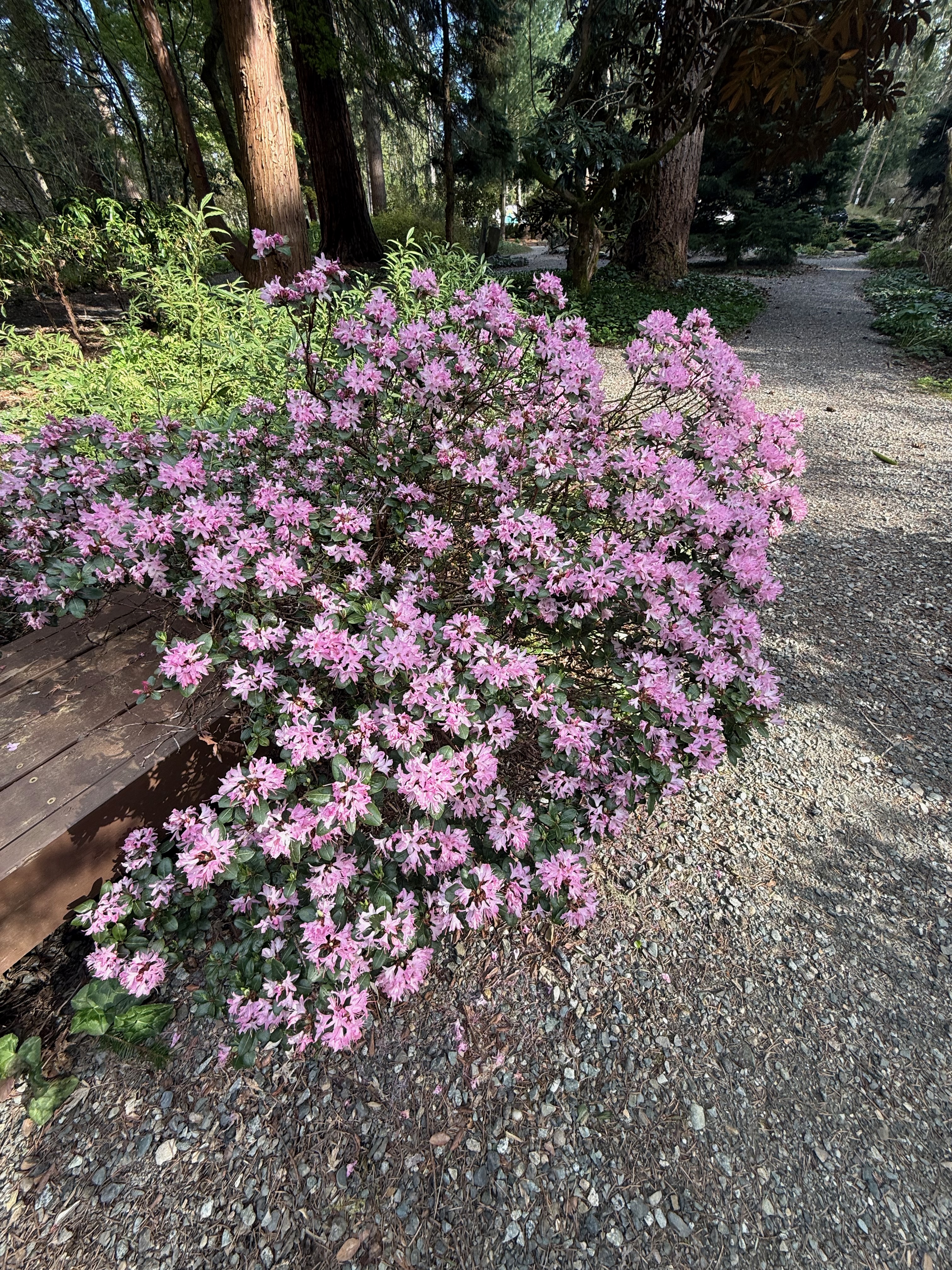 Racemose Rhododendron