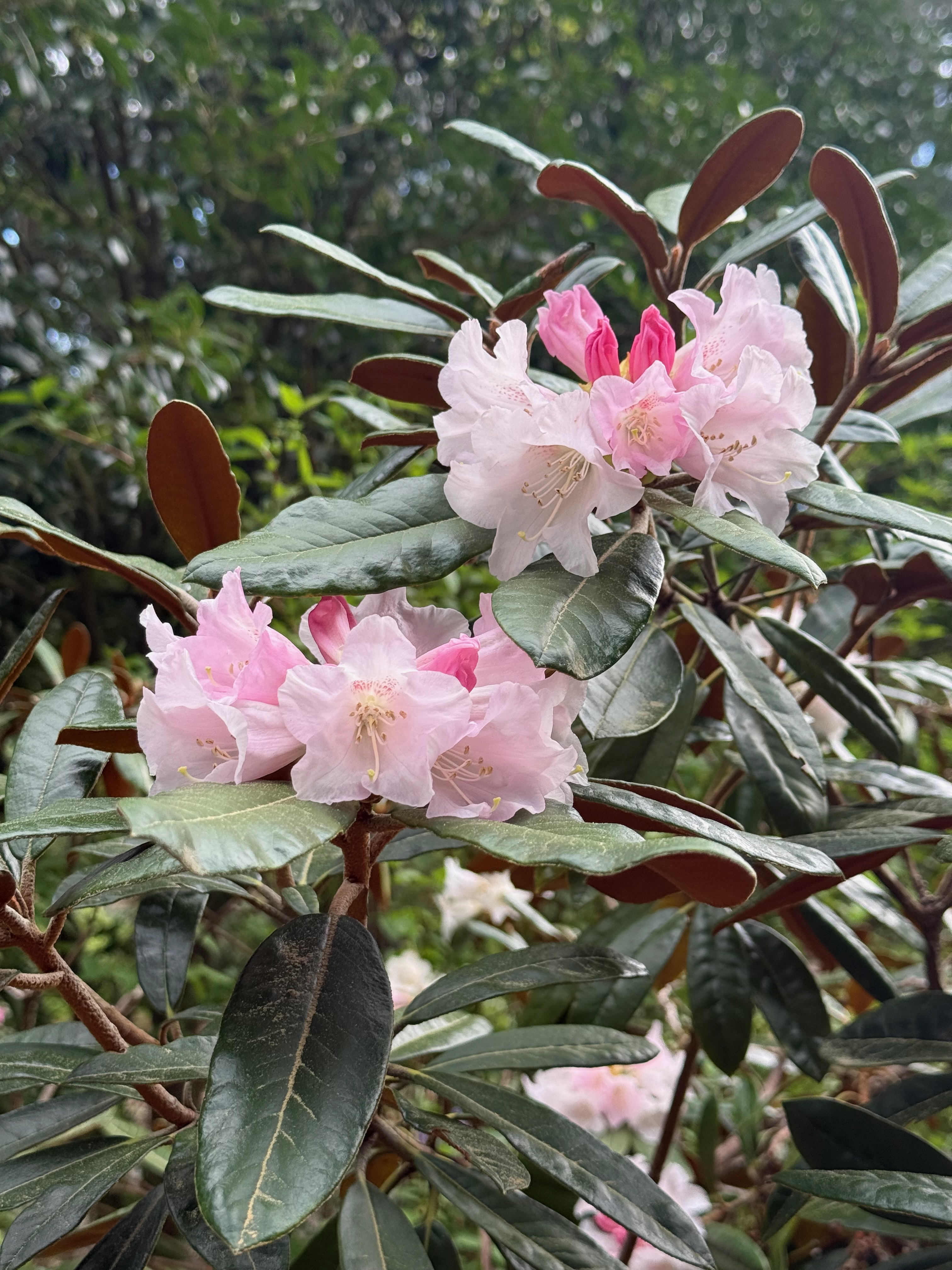 Rhododendron full bloom observed 2026-04-20