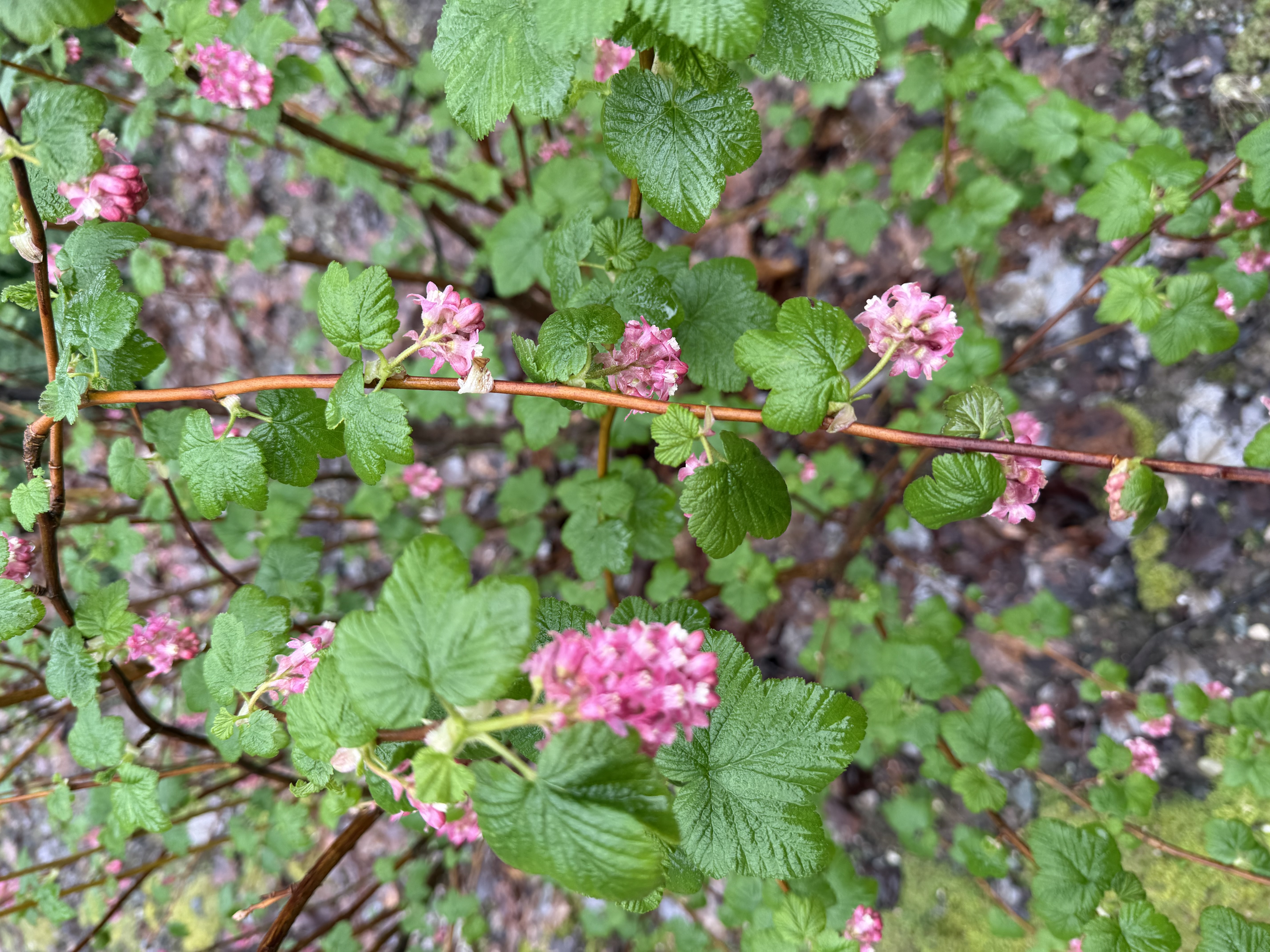 Red Flowering Currant first bloom observed 2026-03-16