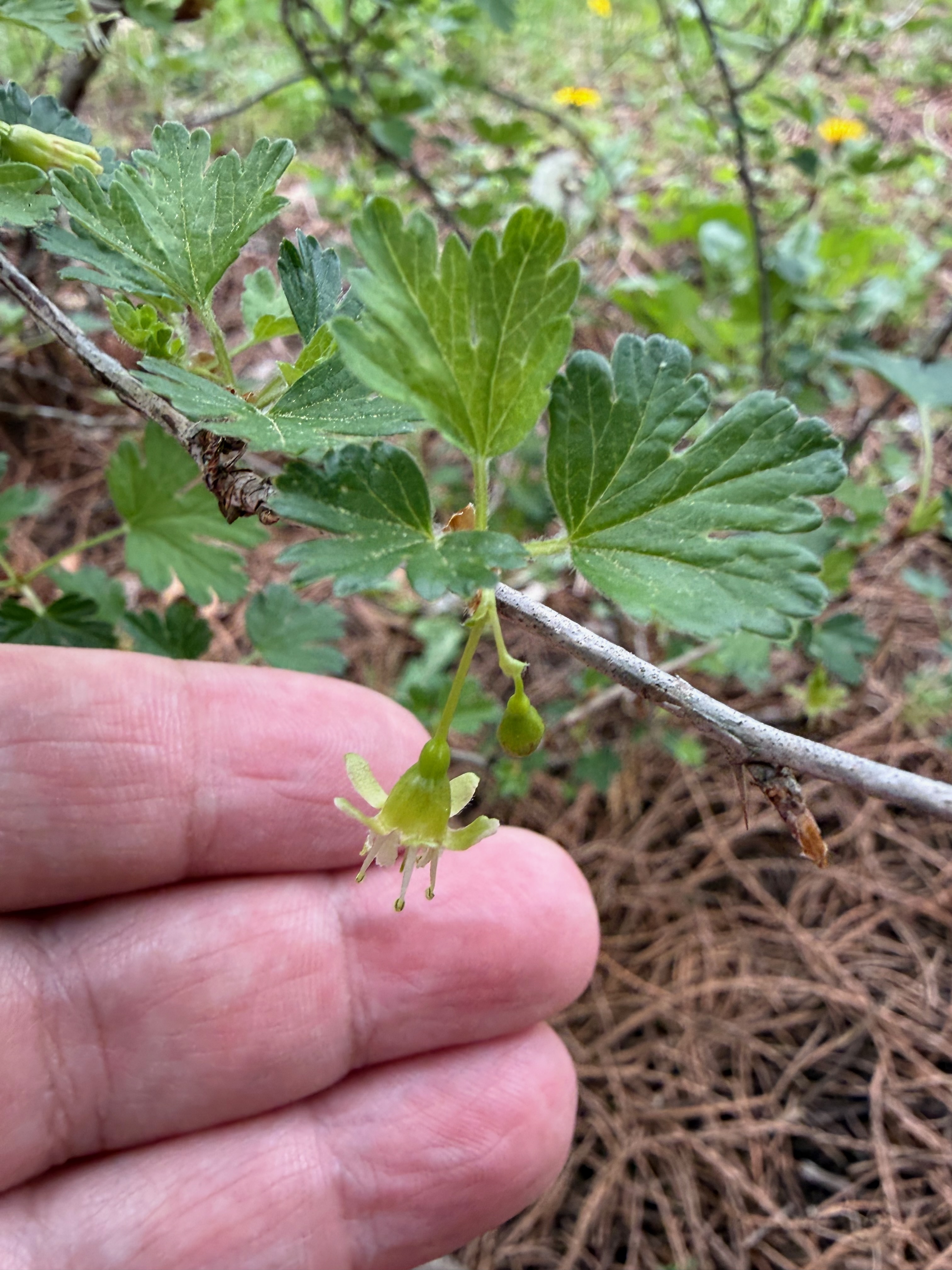 Gooseberry flower