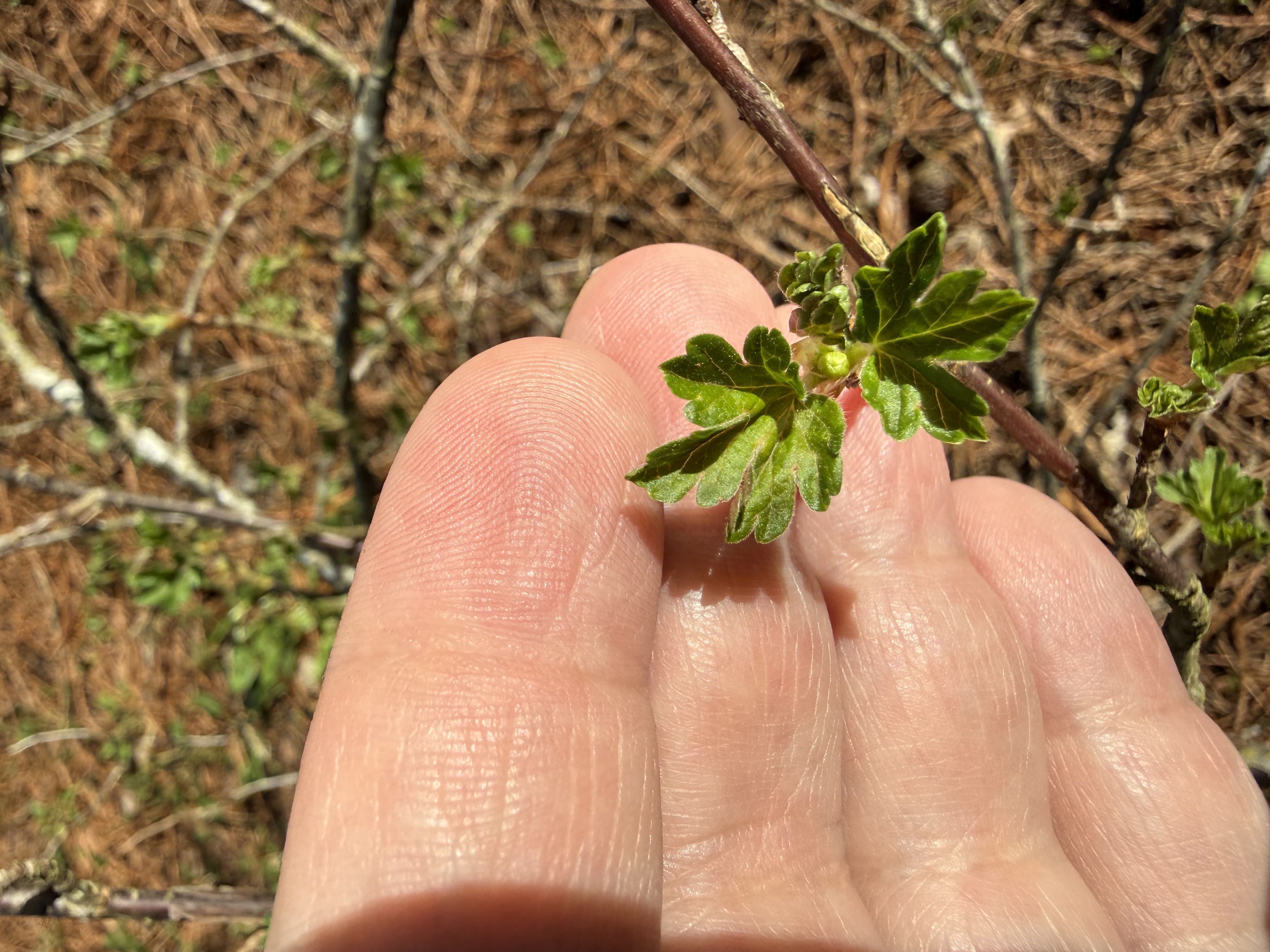 new leaf observed 2026-03-22