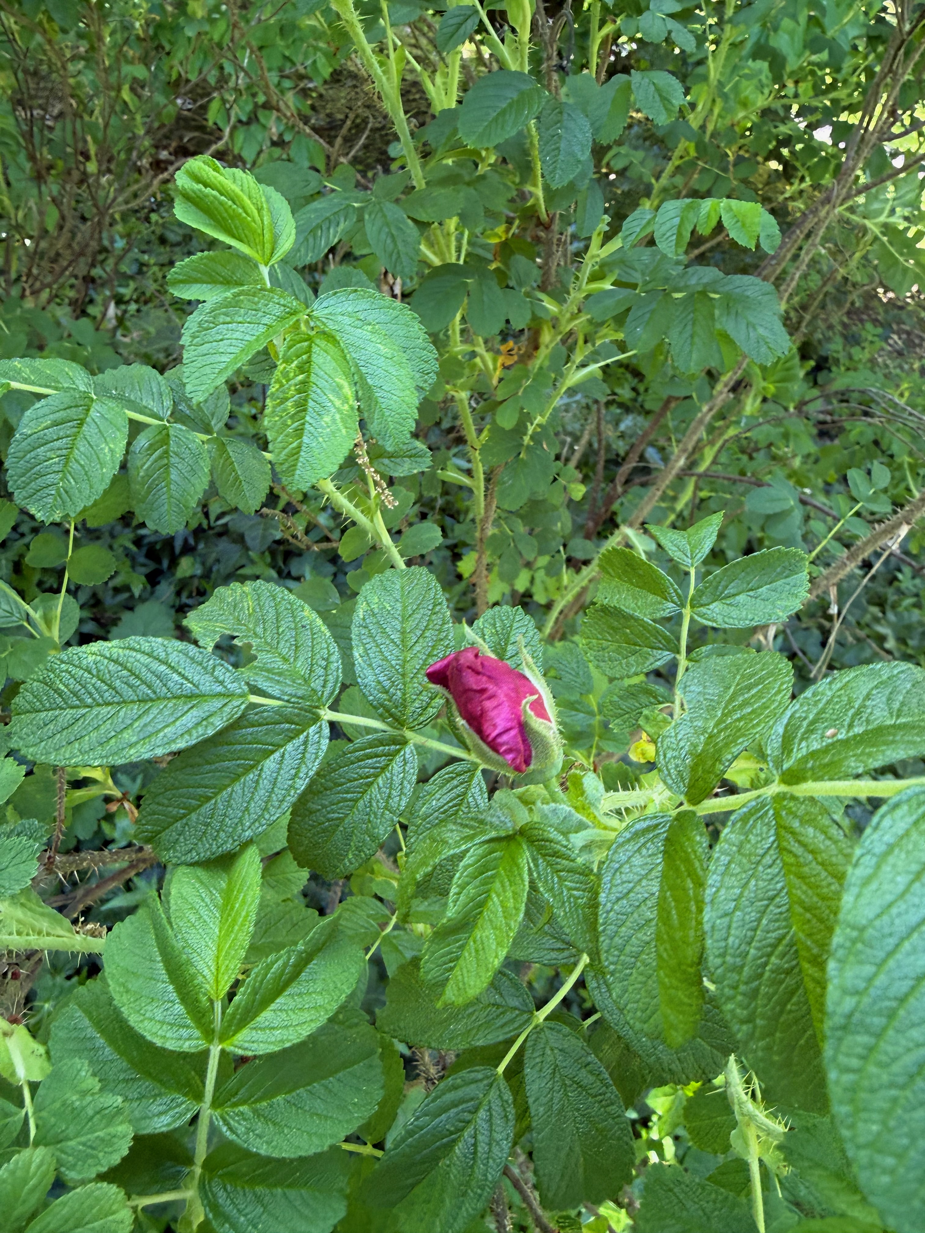 Rugosa Rose flower emerging observed 2026-05-11